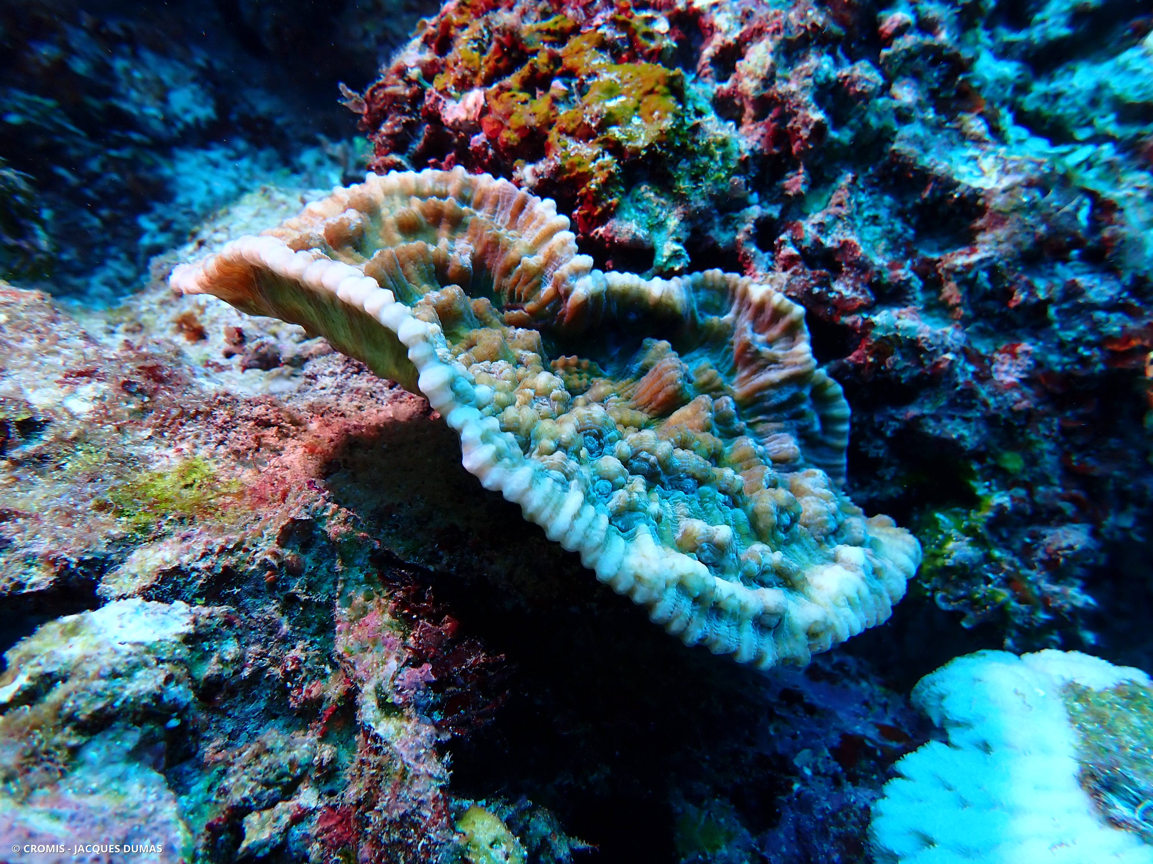 Corail peau d'éléphant