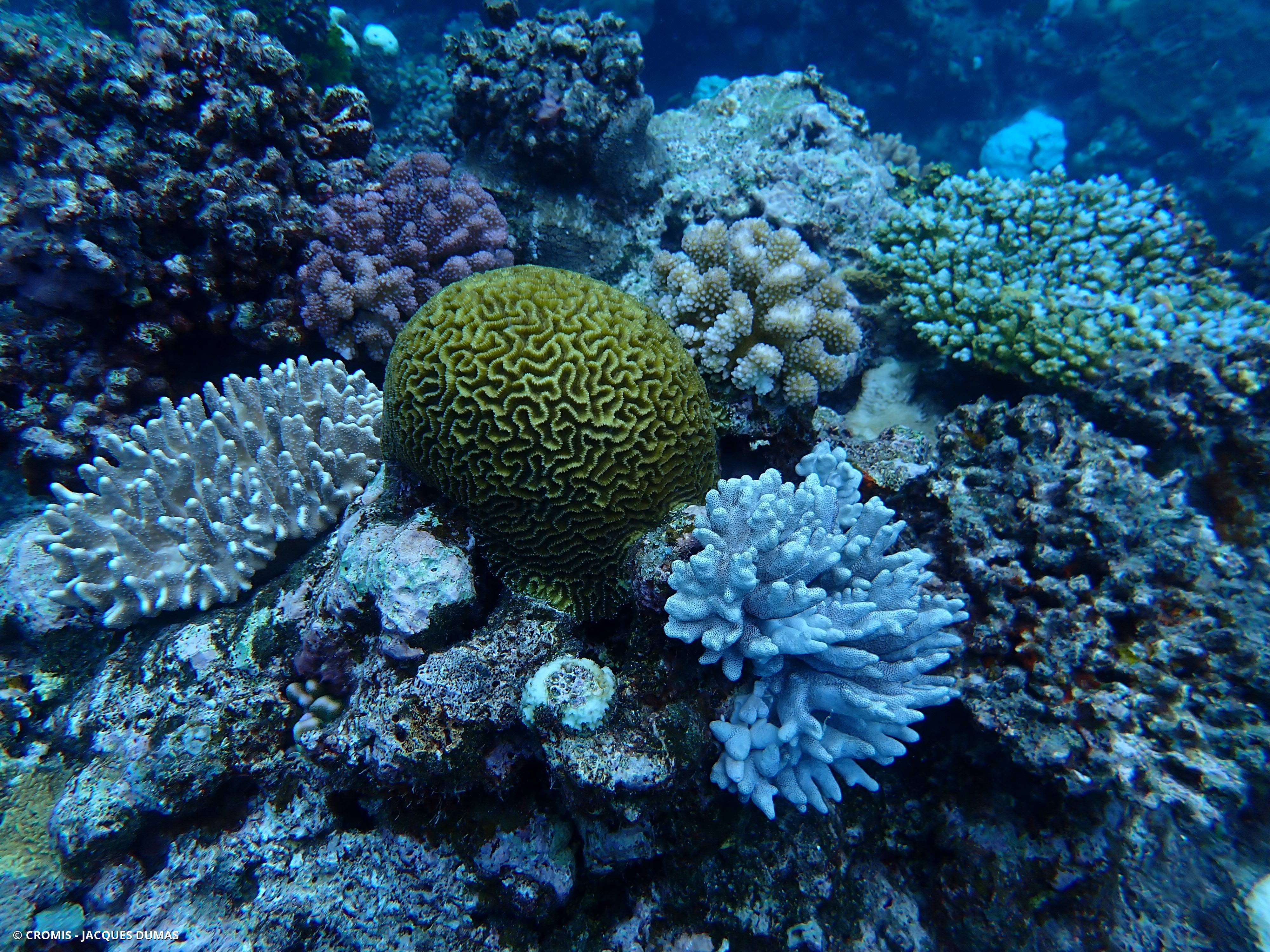 Corail cerveau dédale