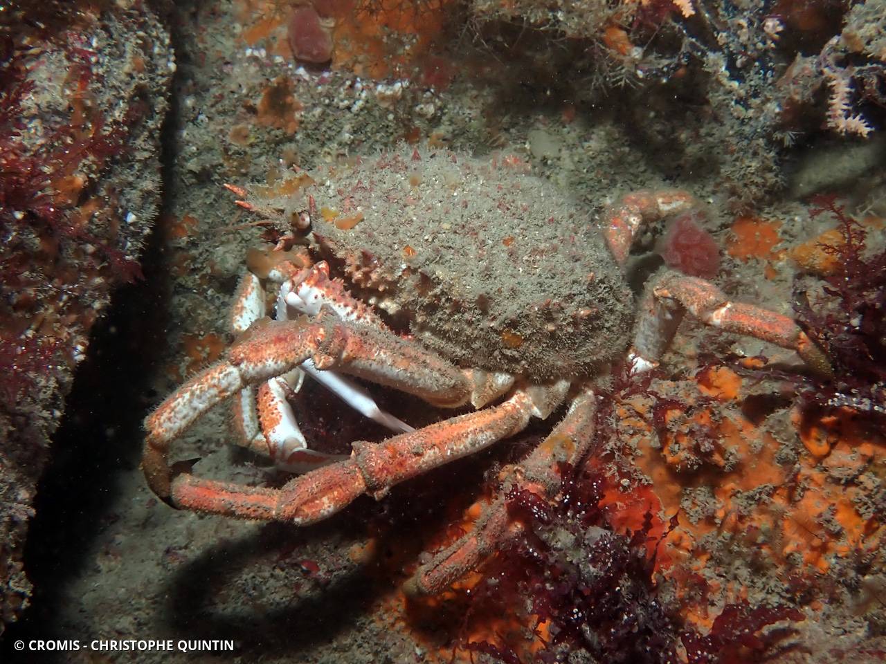 Araignée de mer Atlantique