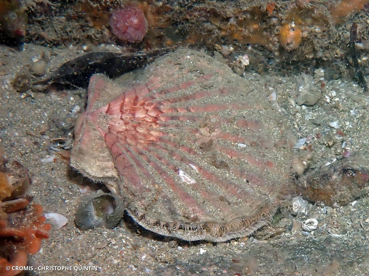 Coquille Saint-Jacques de l'Atlantique
