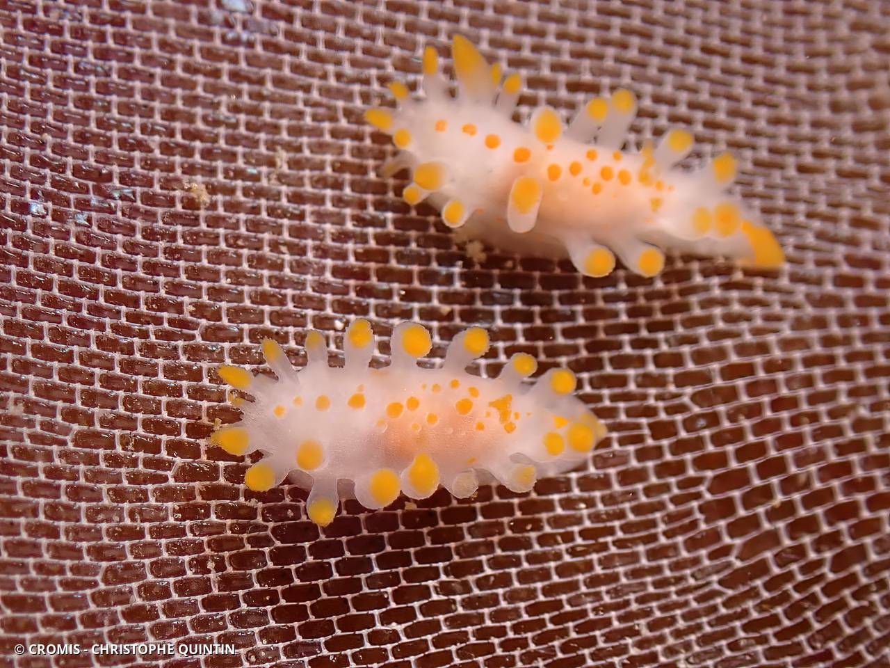 Limacia clavigère