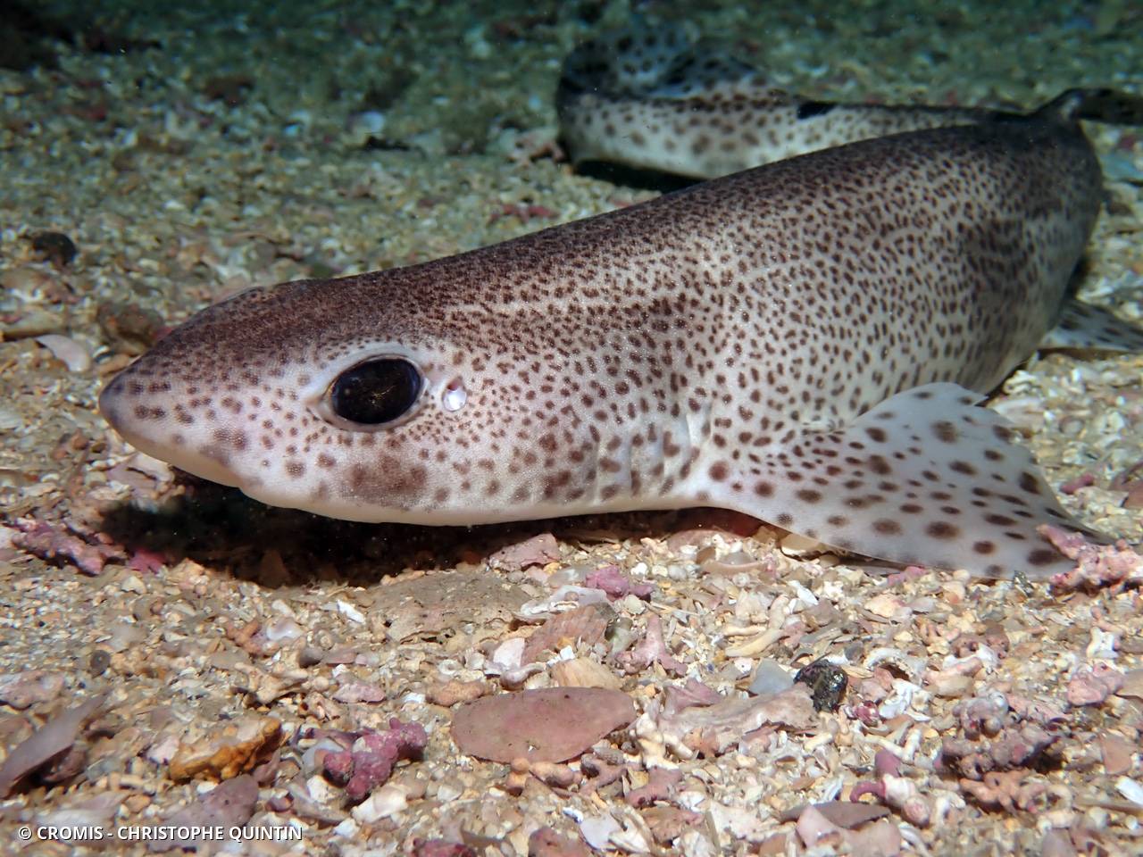 Petite roussette