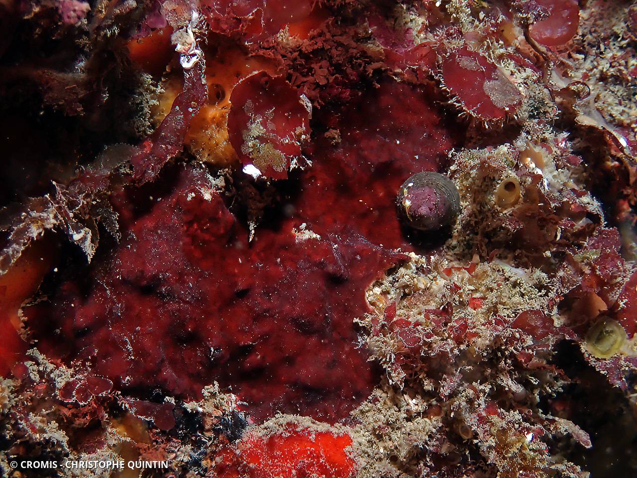 Algue velours rouge