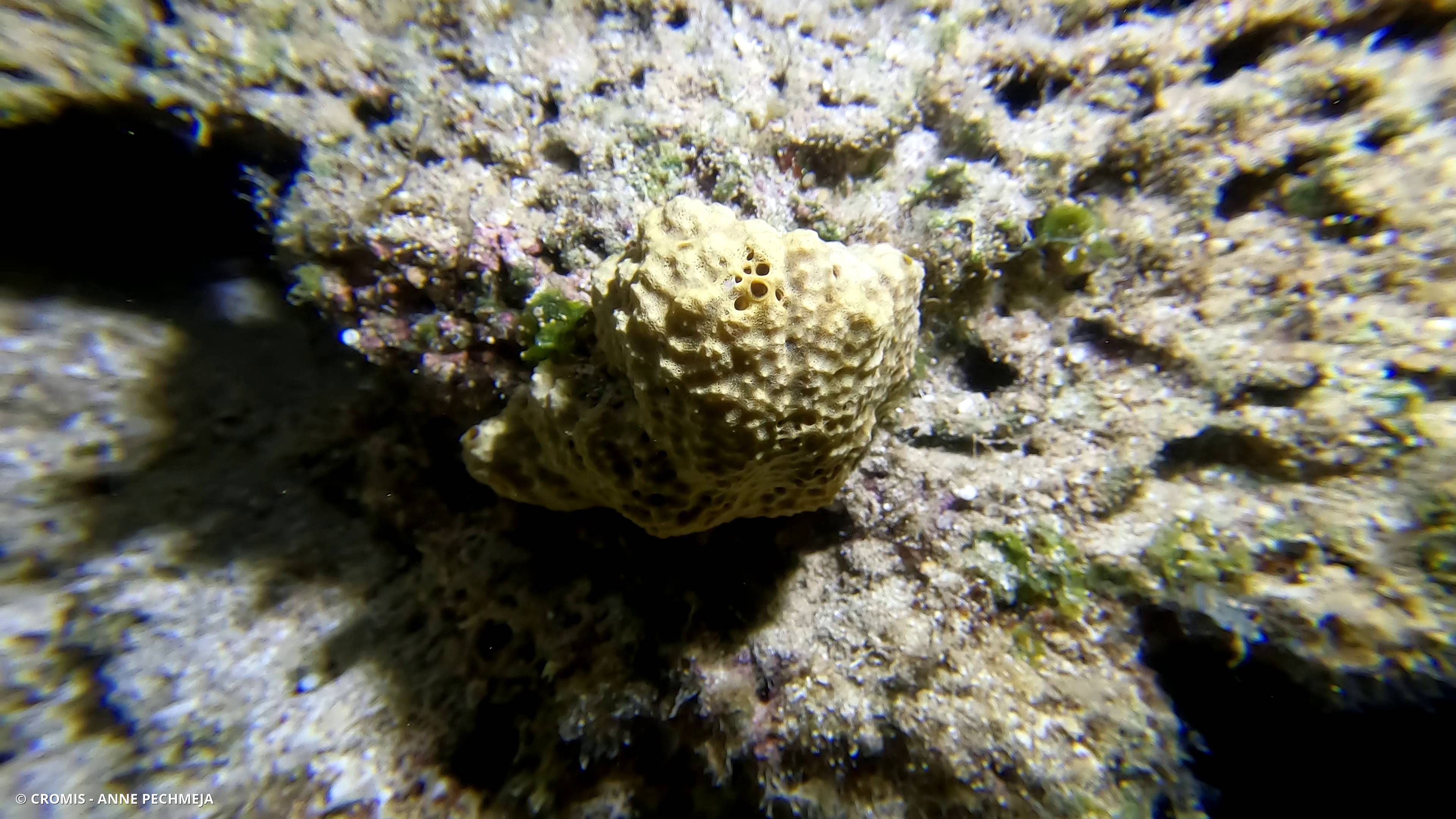 Ircinie variable