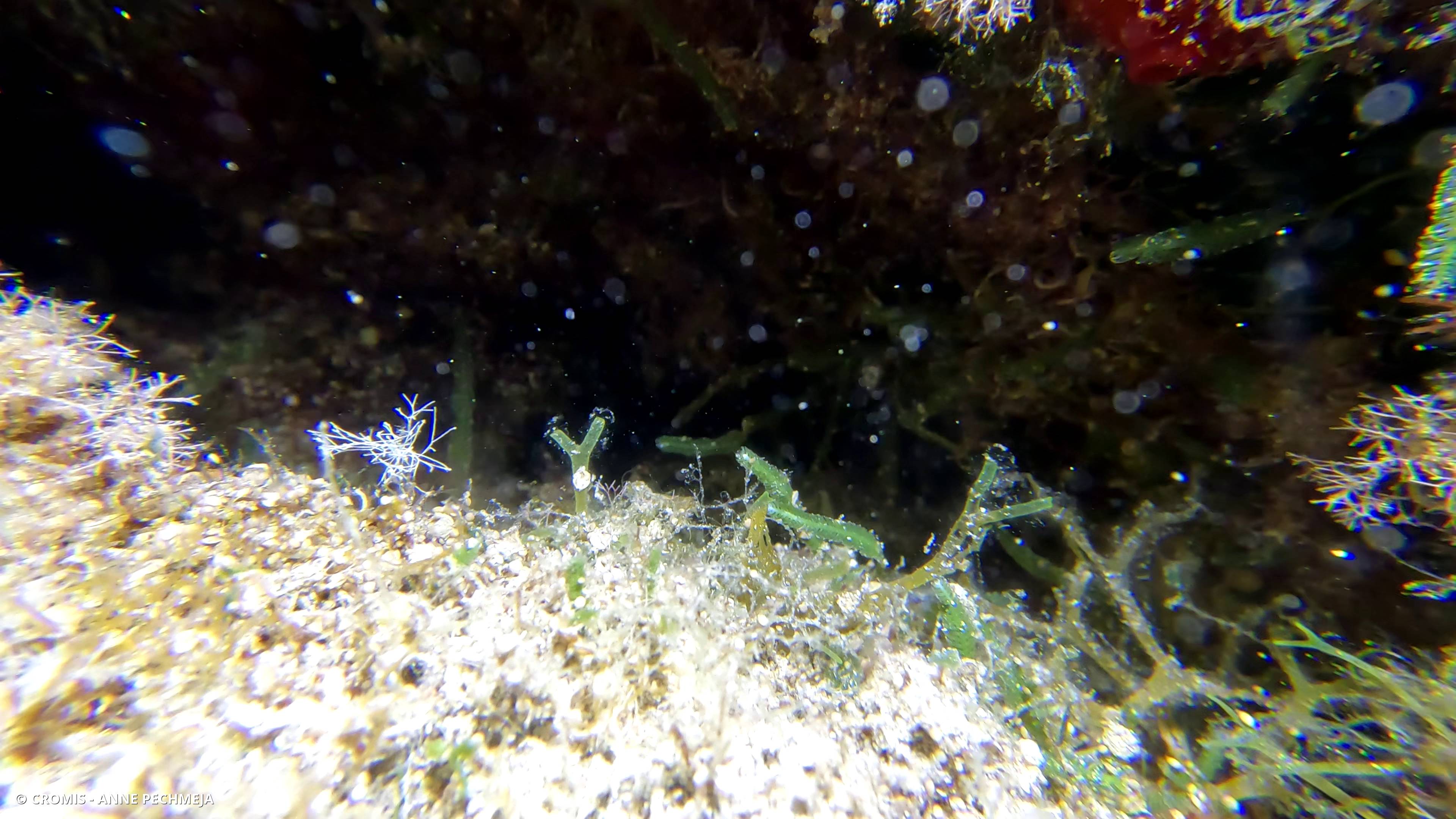 Dictyote