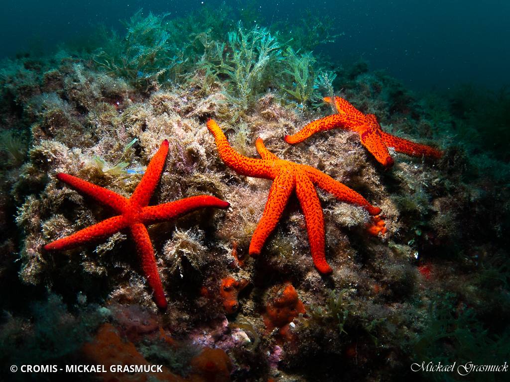 Etoile de mer rouge