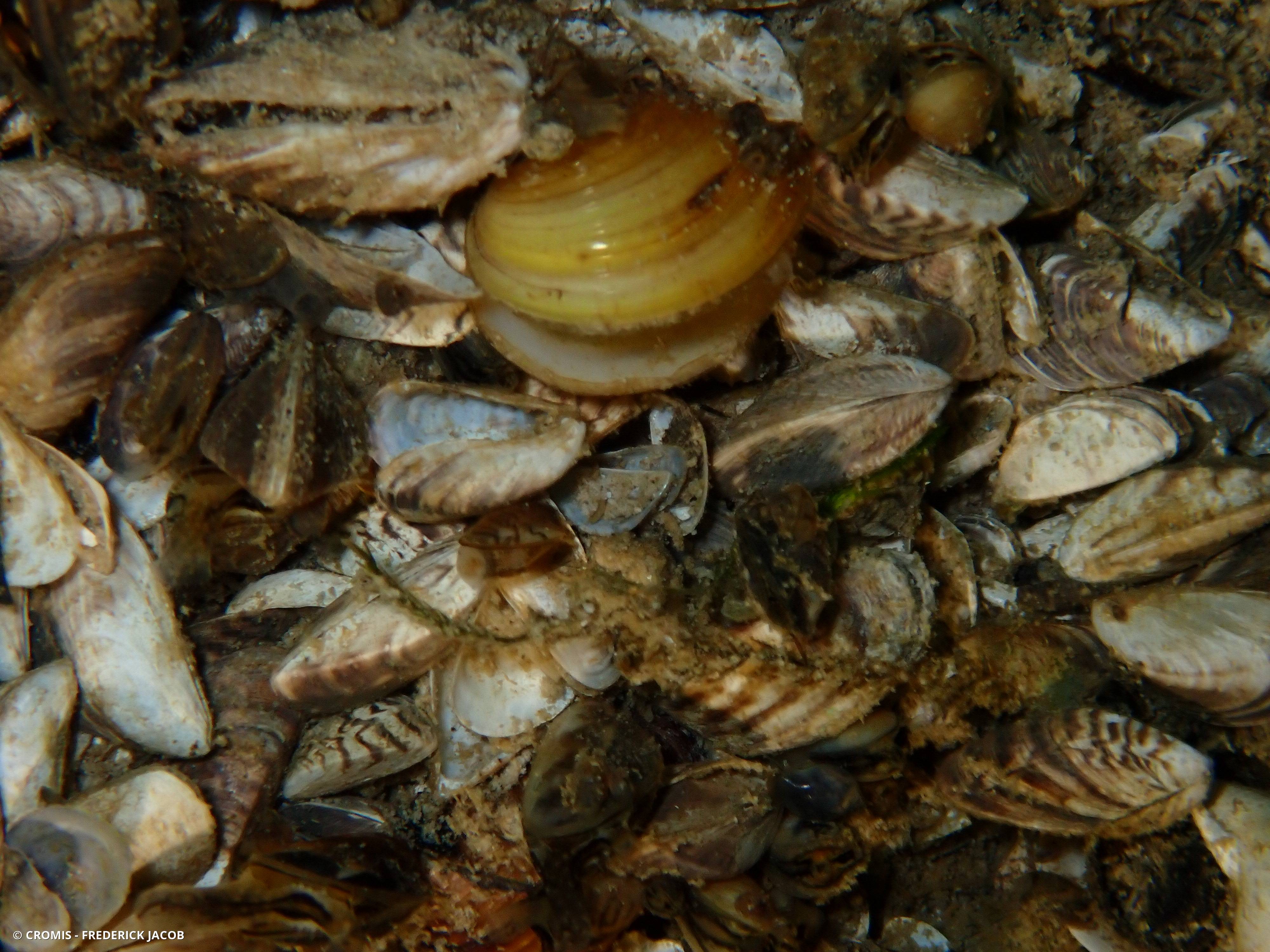 Corbicule asiatique