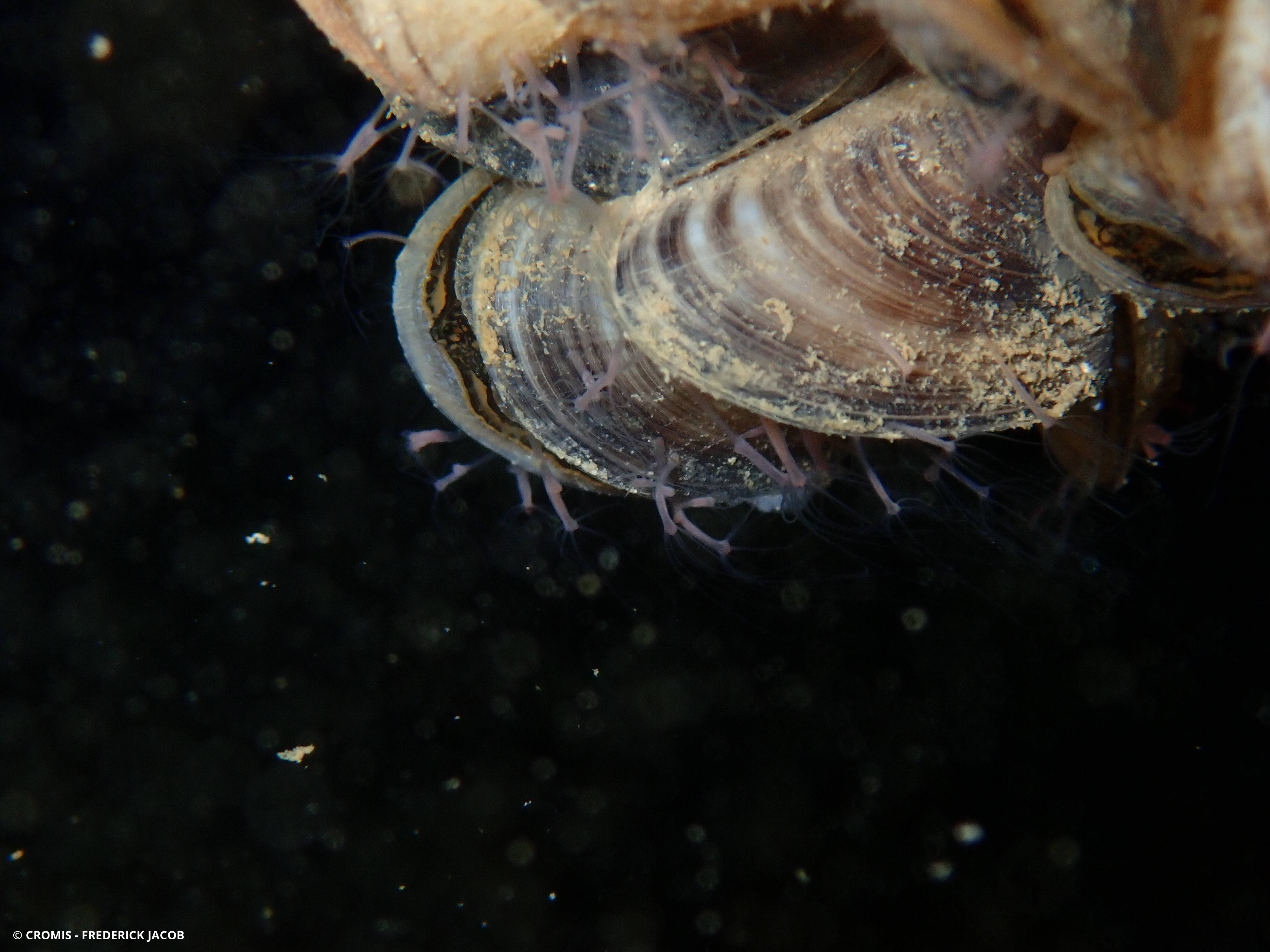 Moule quagga