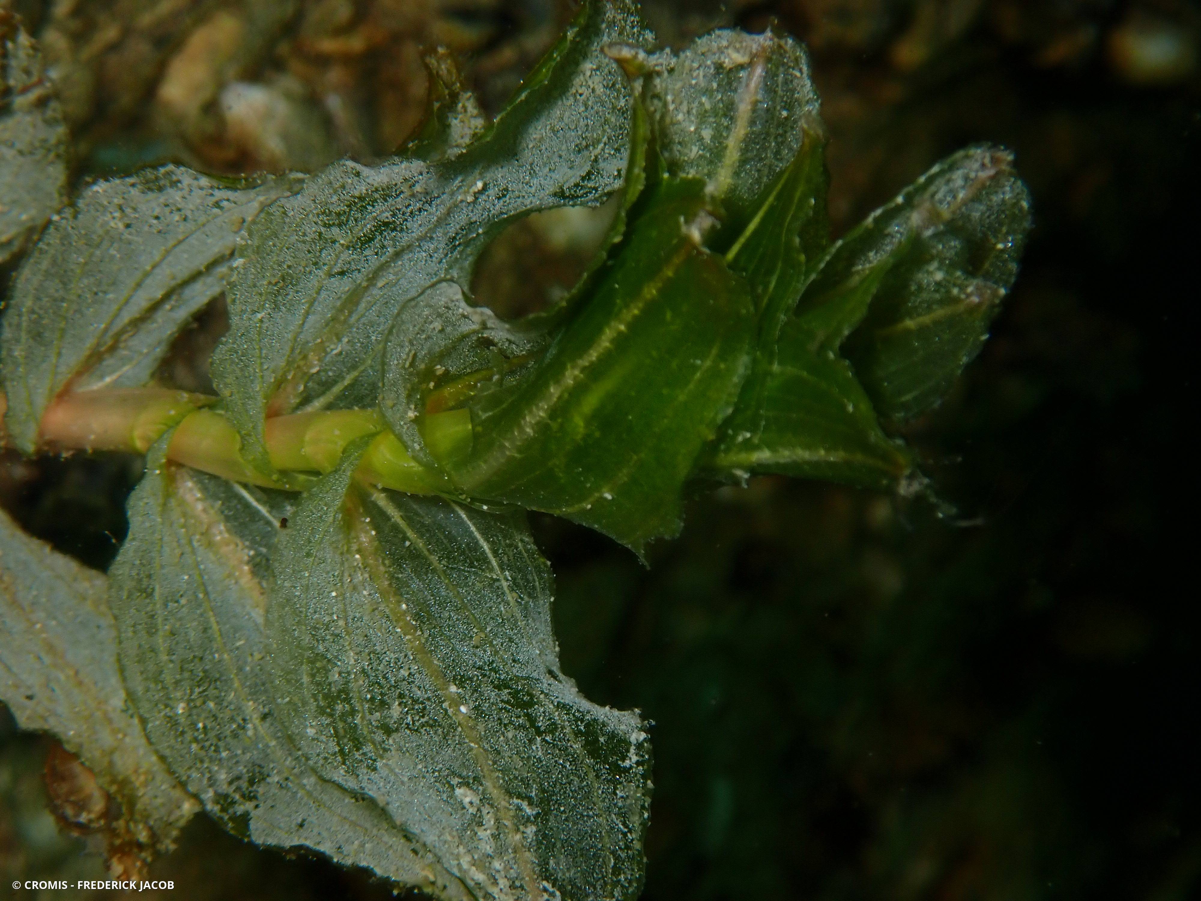 Potamot perfolié