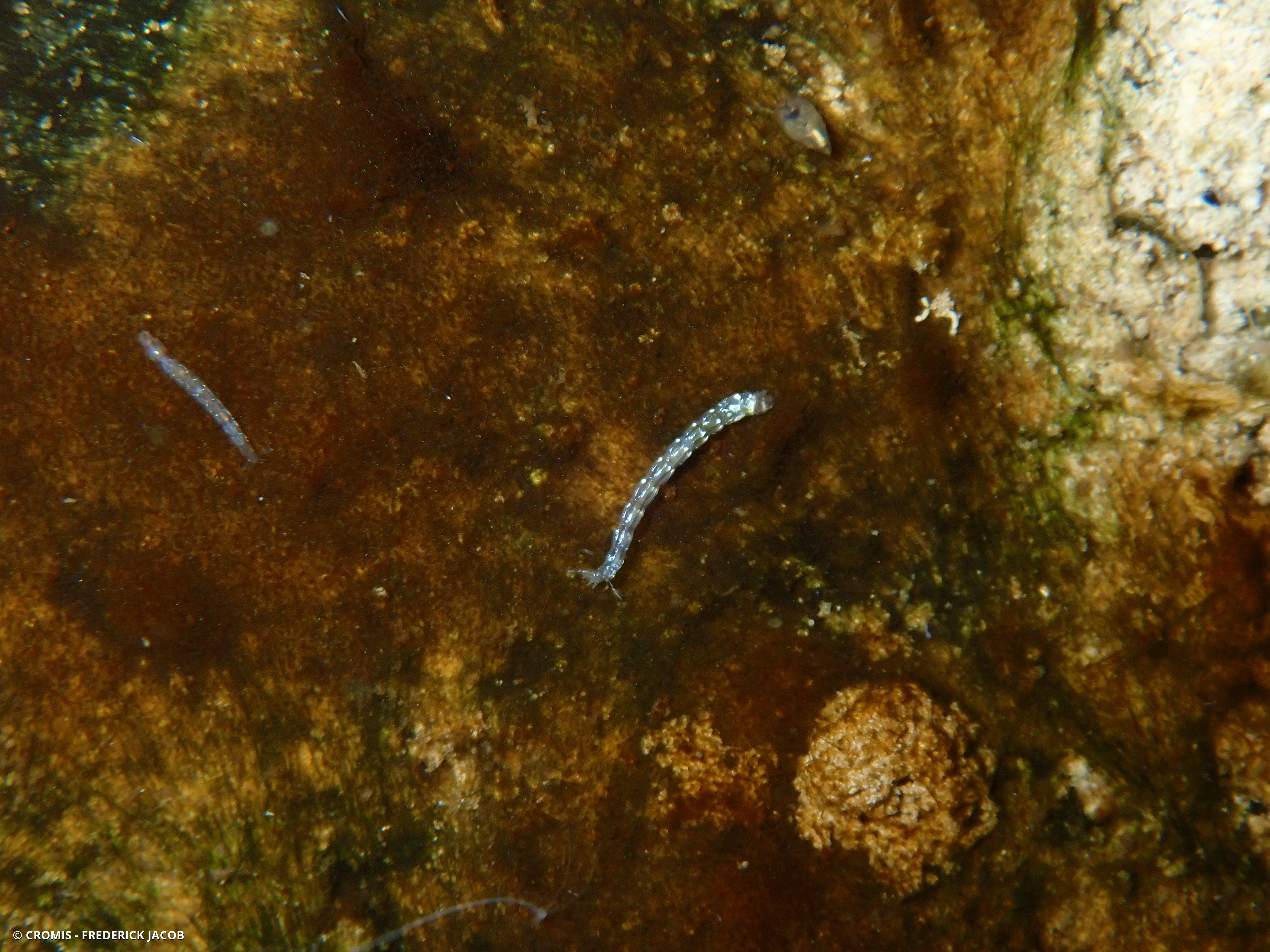 Chironomidés