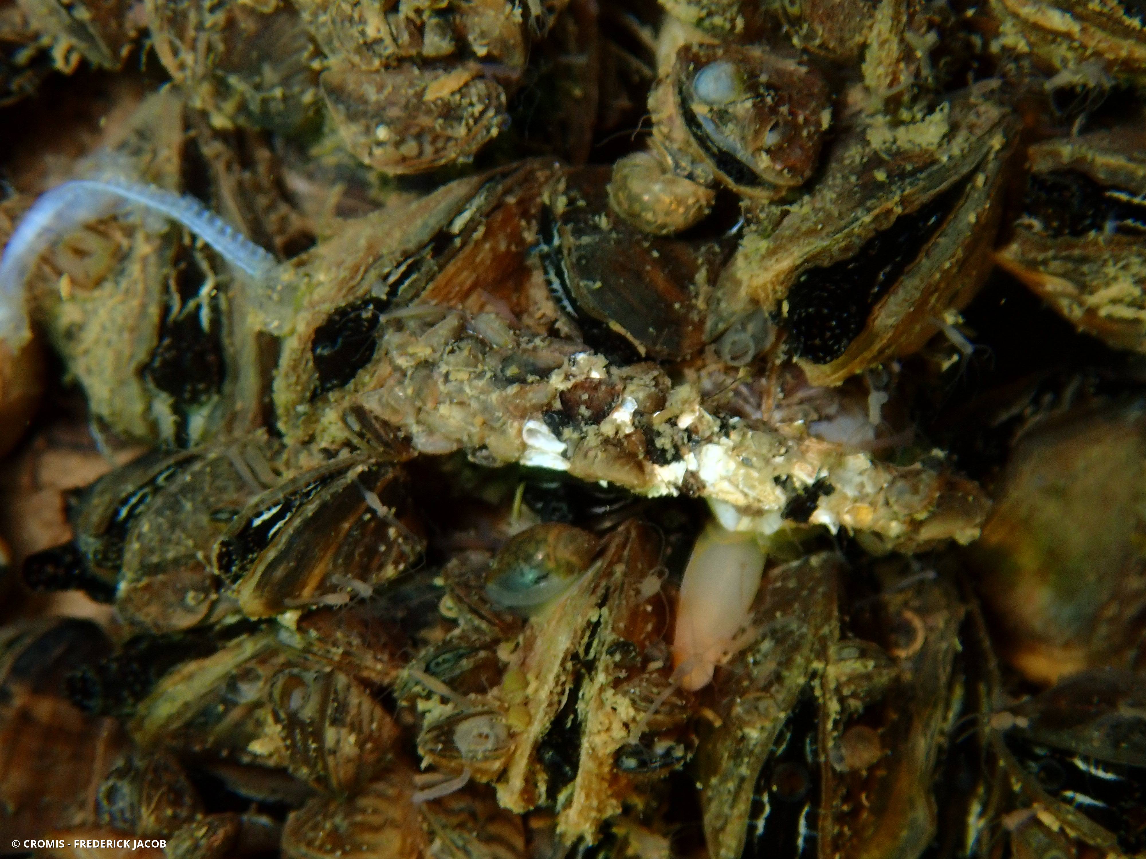 Larves de trichoptères
