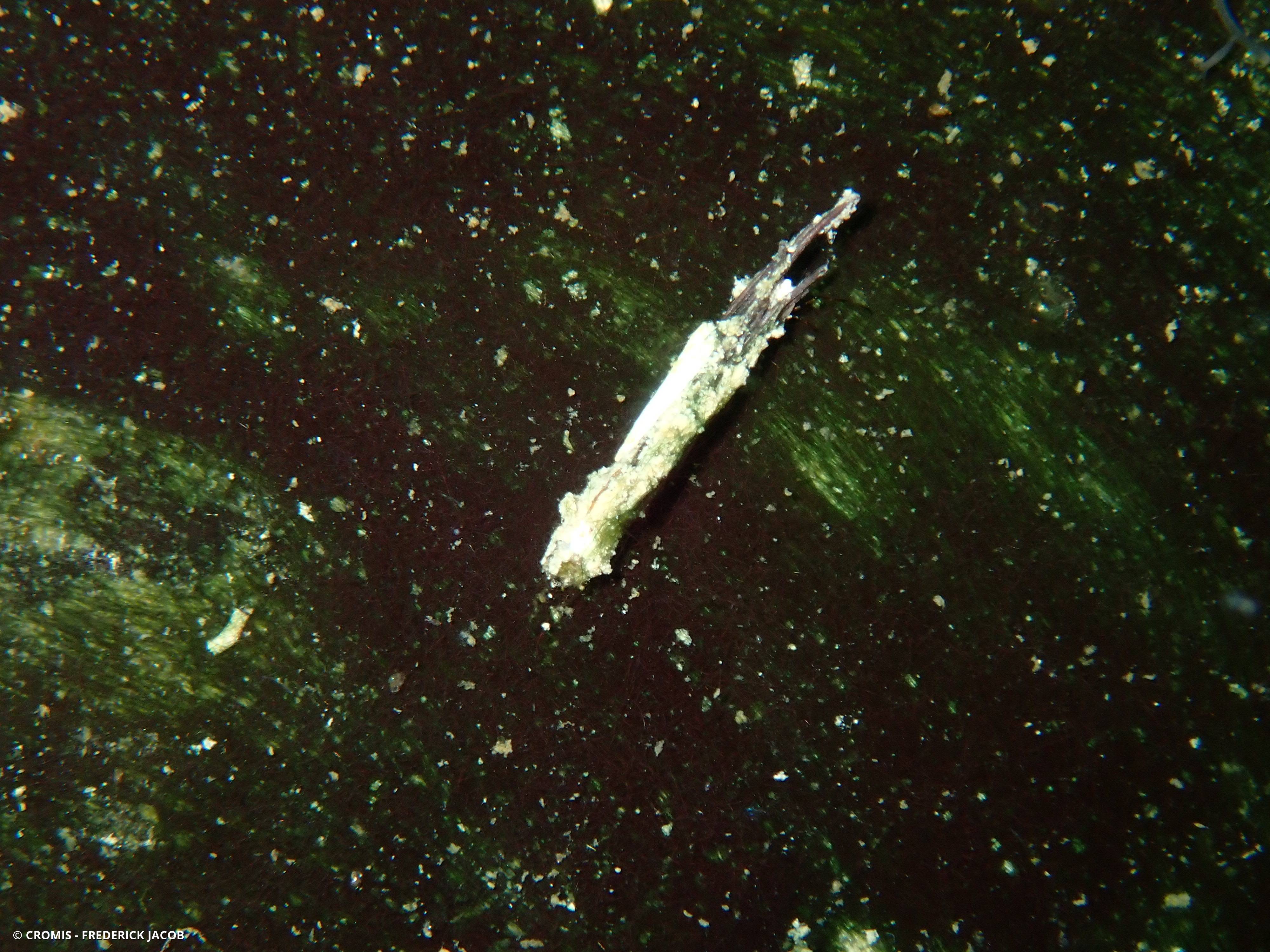 Larves de trichoptères