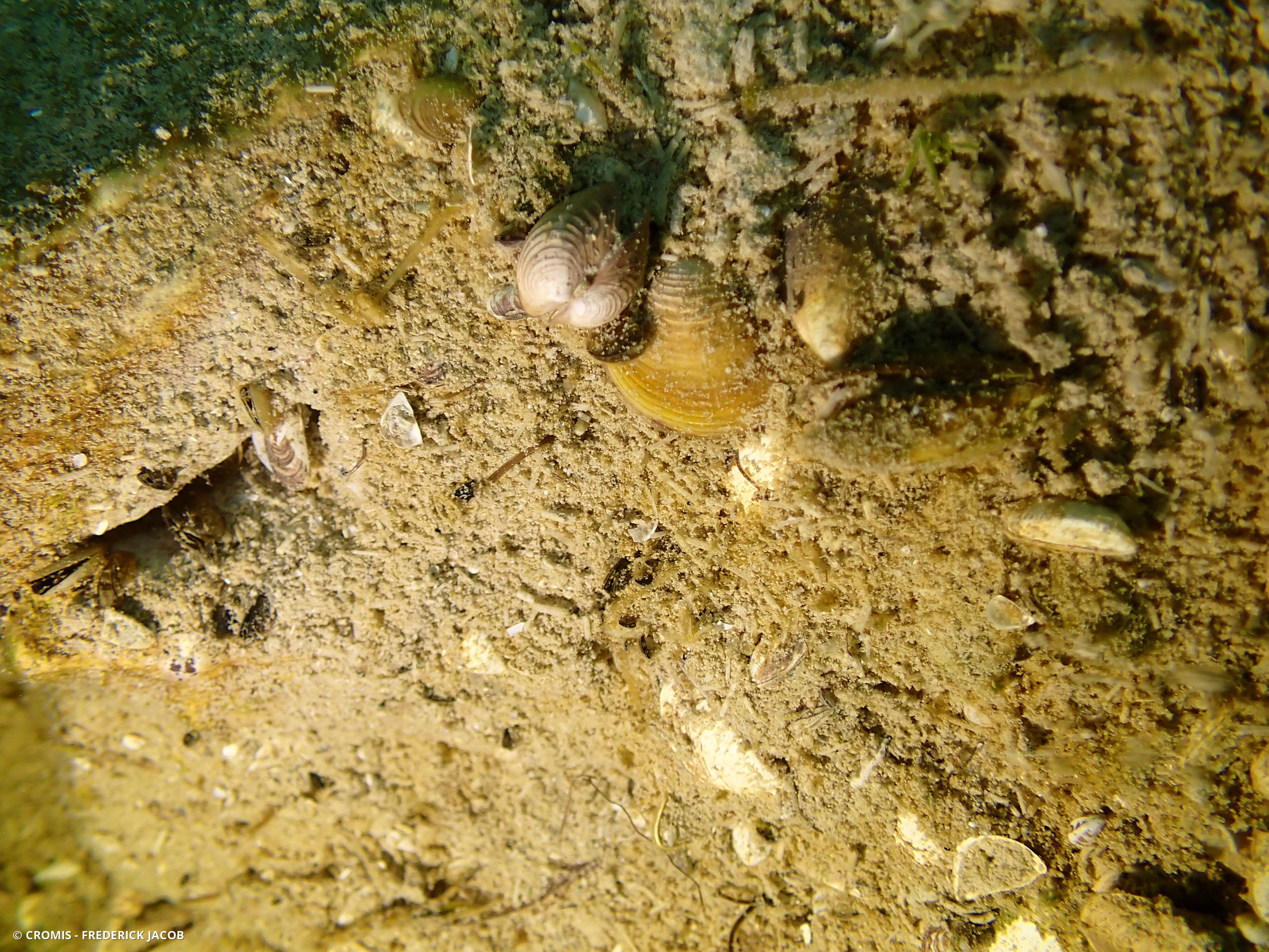 Corbicule asiatique