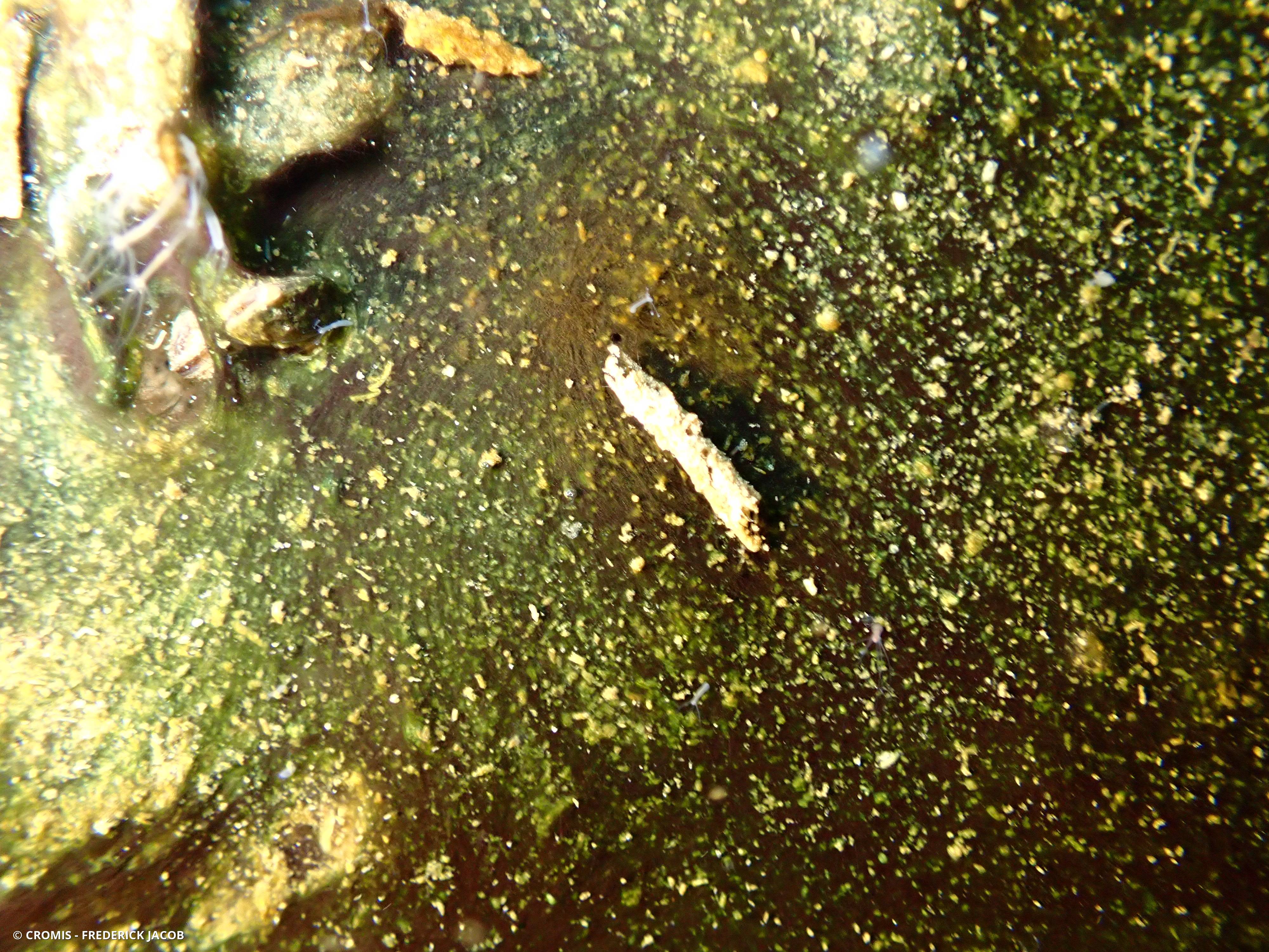 Larves de trichoptères