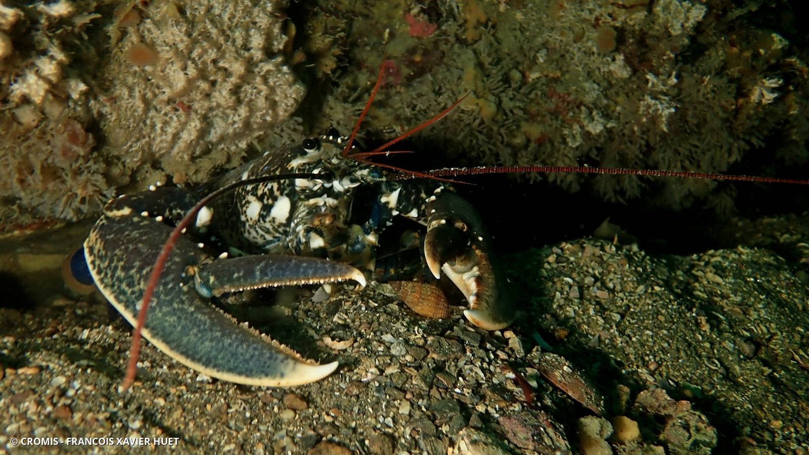 Homard européen