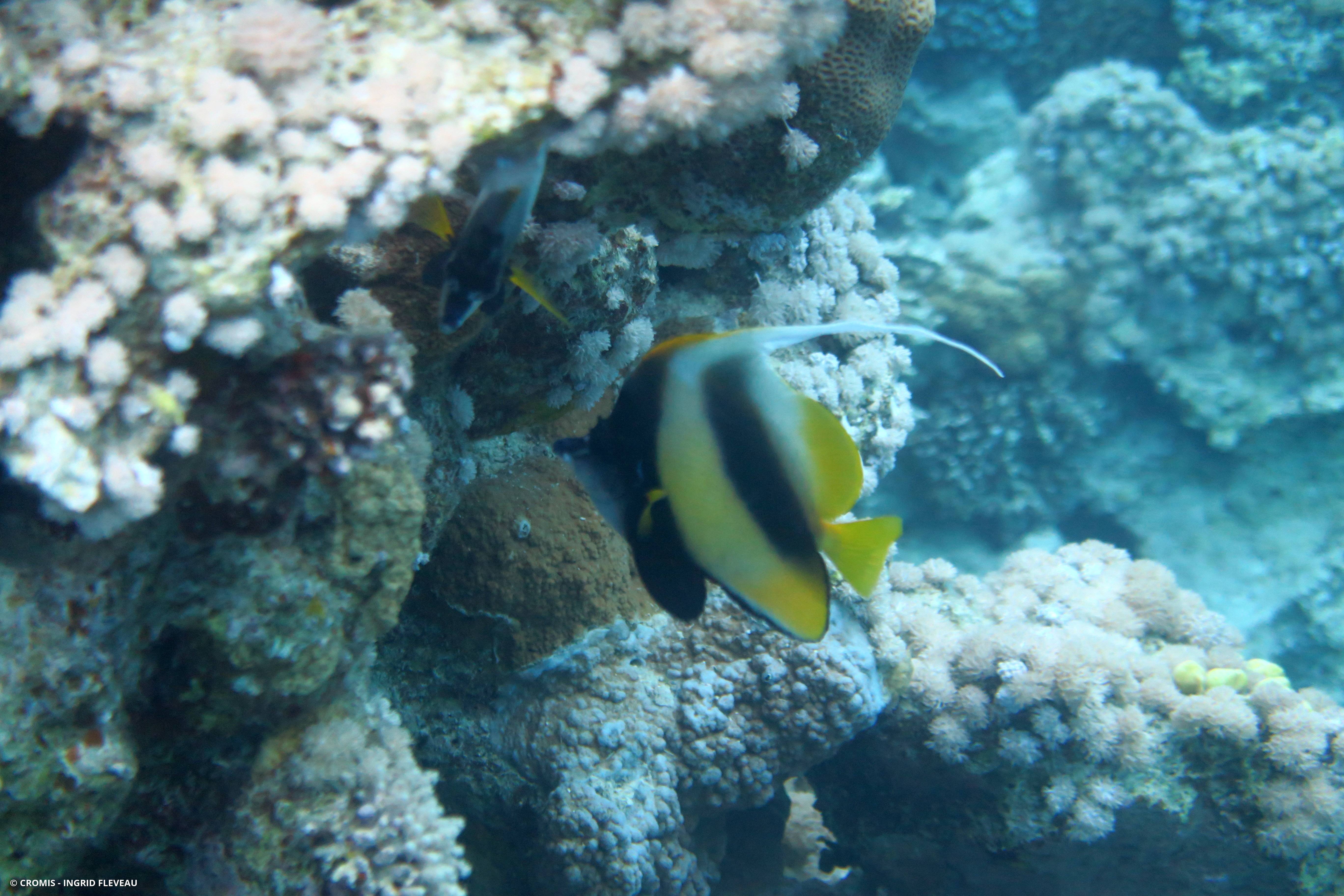 Poisson-cocher de Mer Rouge