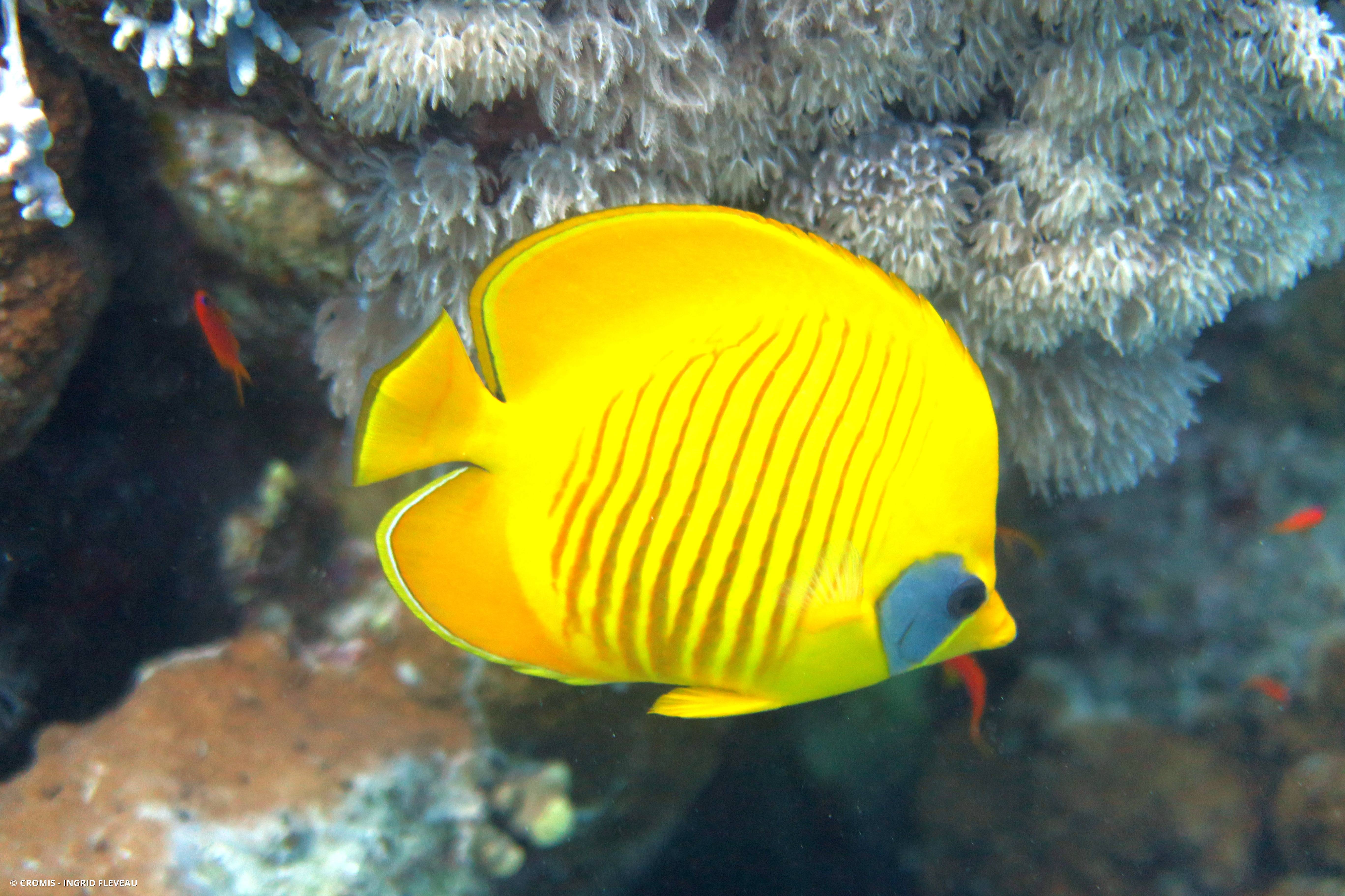 Poisson-papillon jaune masqué
