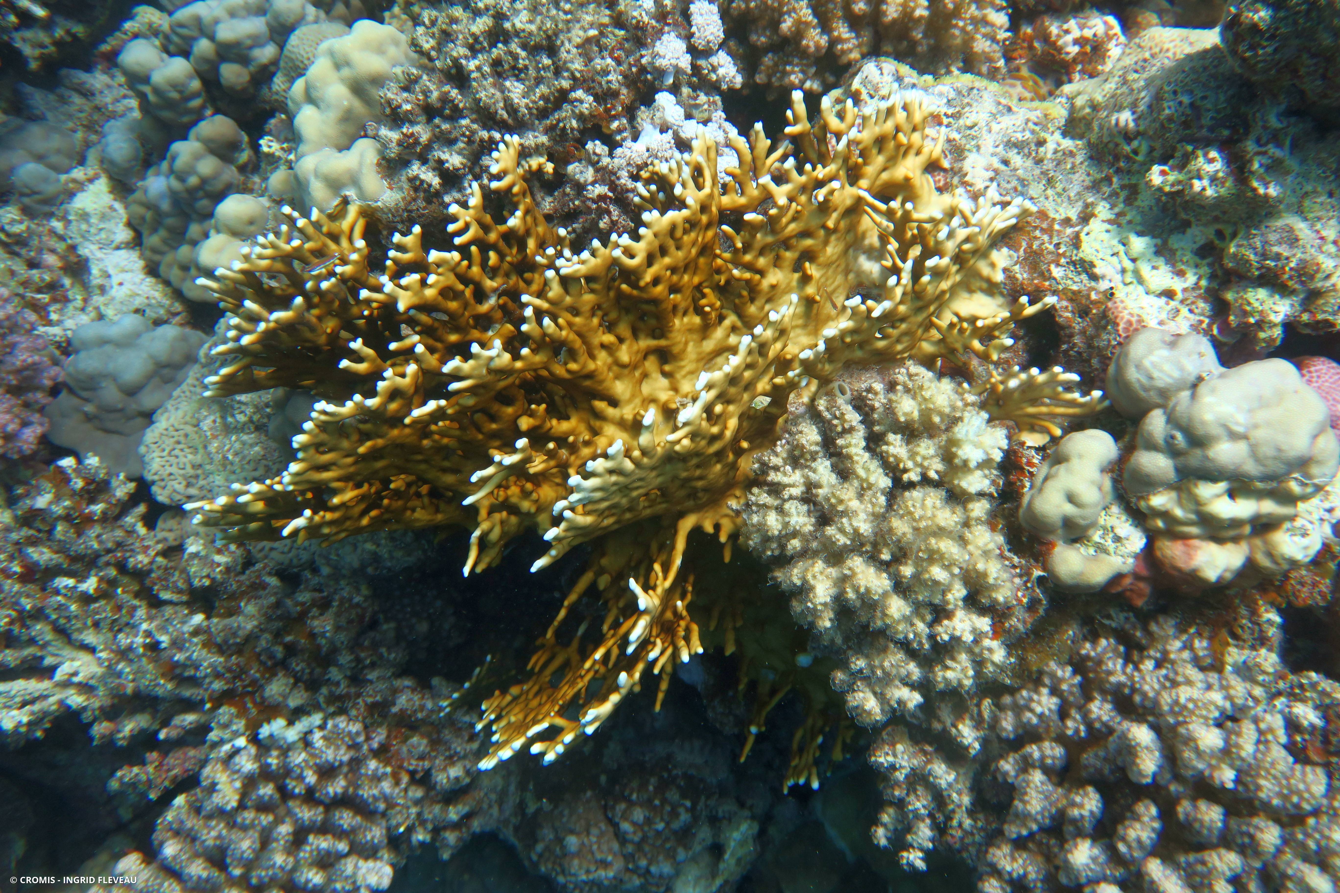 Corail de feu ramifié