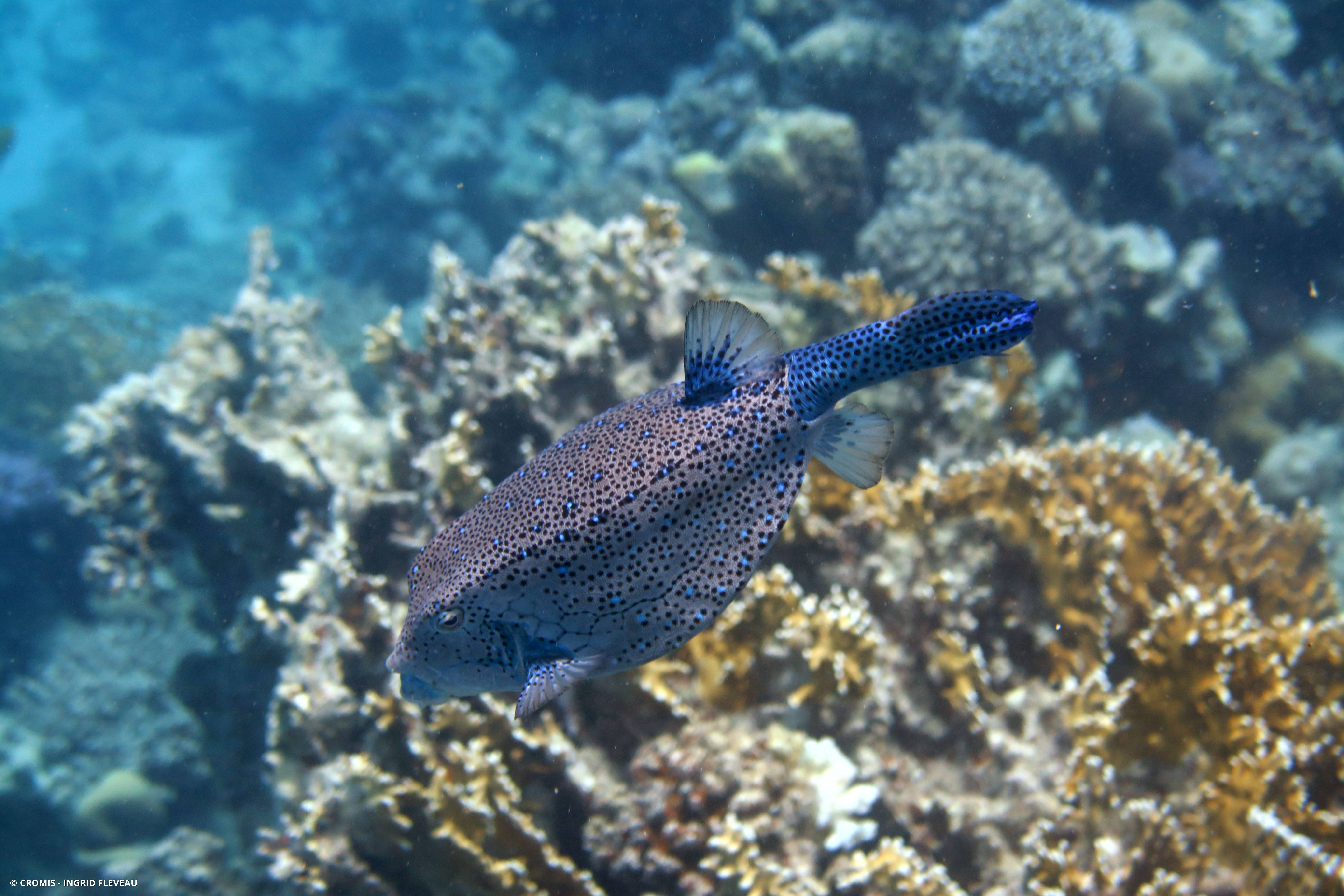Poisson-coffre jaune