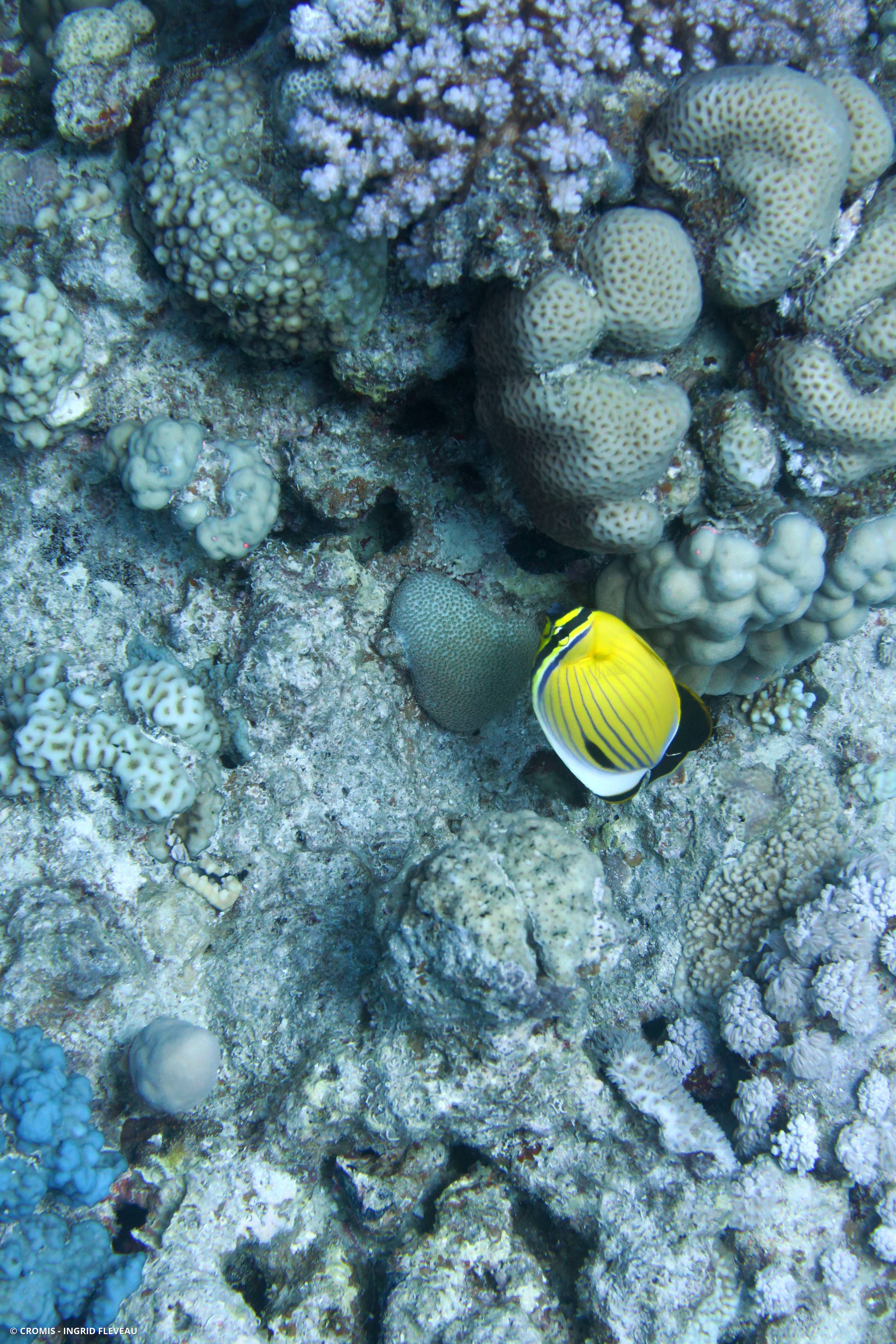 Poisson-papillon côtelé de mer Rouge