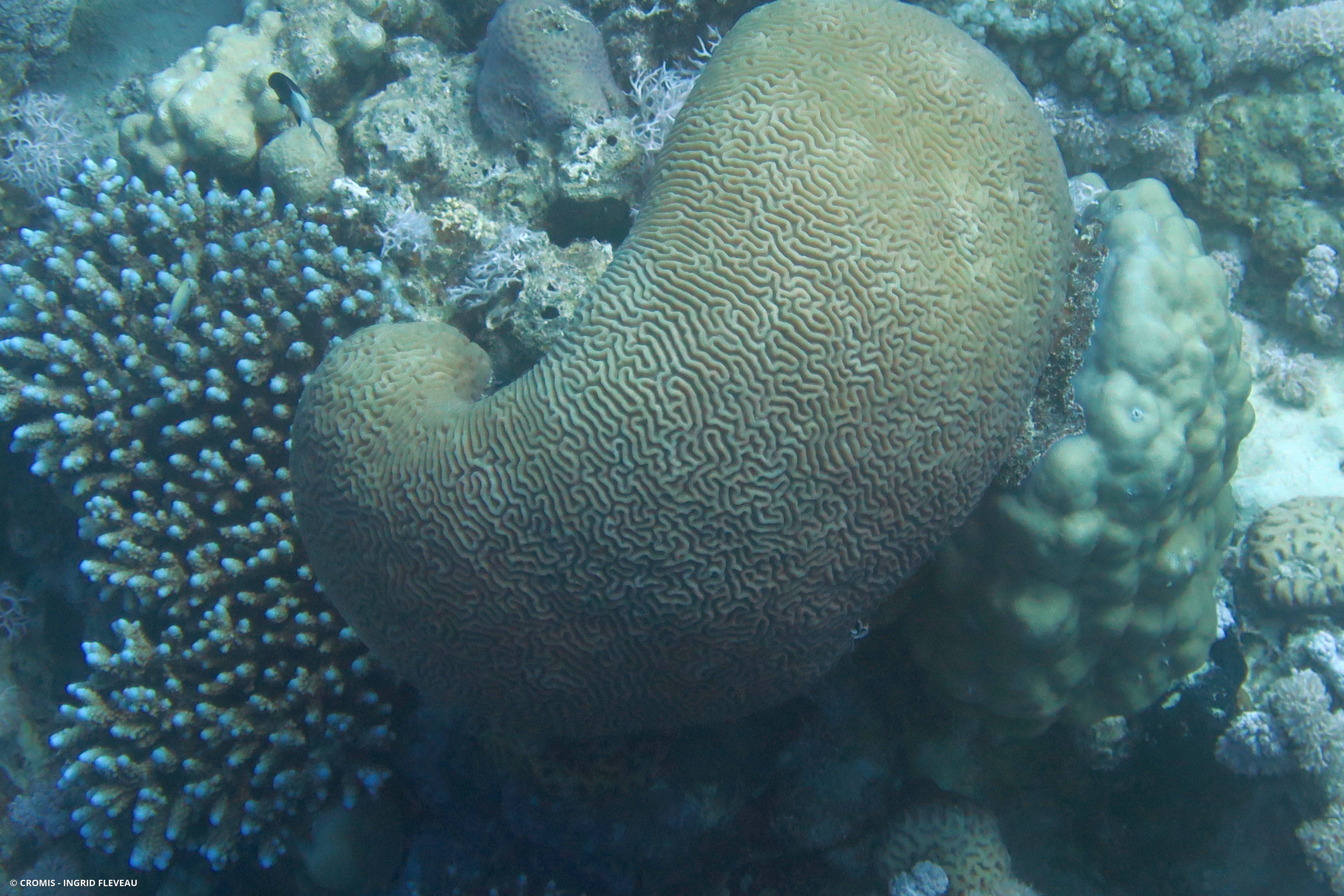 Corail cerveau dédale