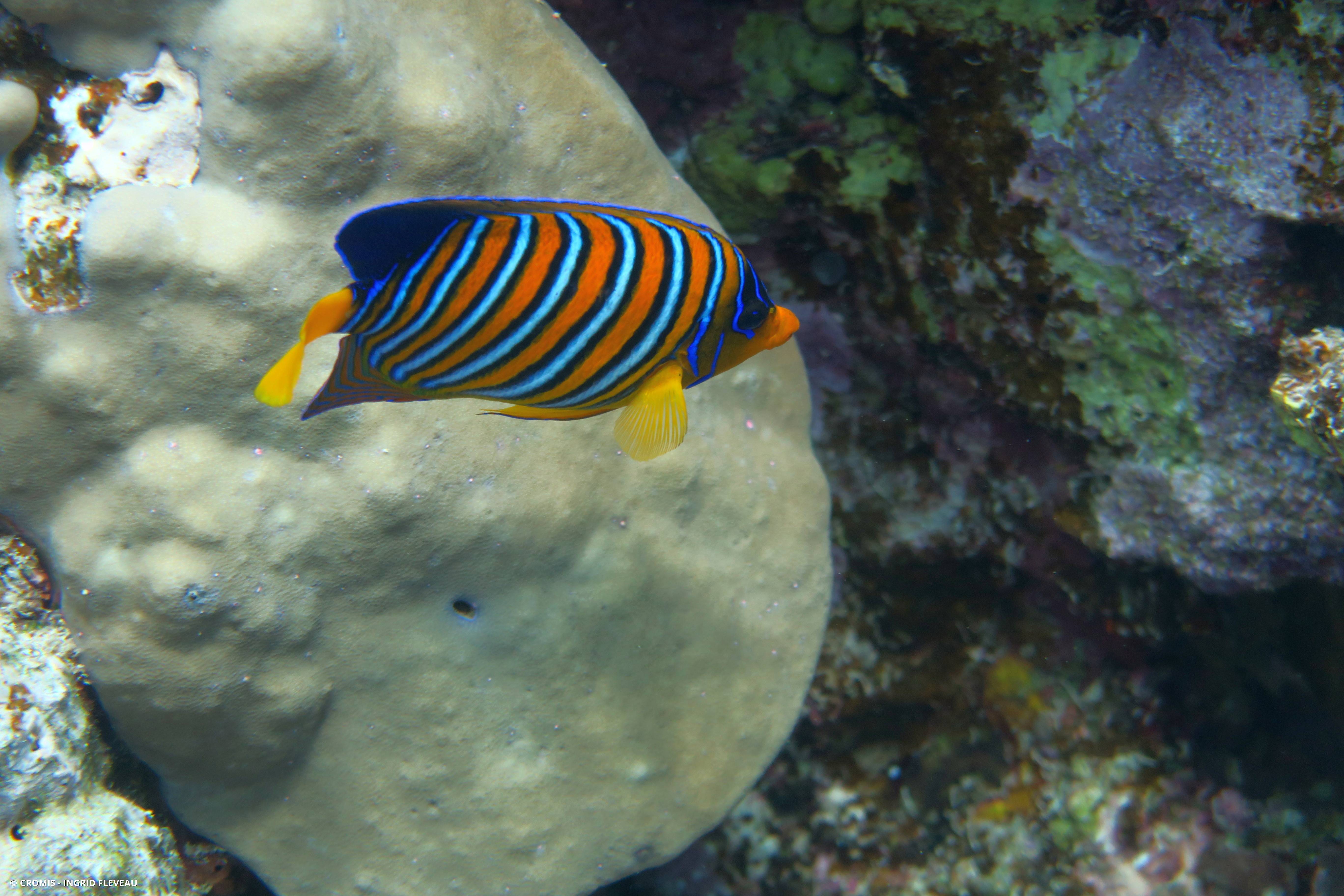 Poisson-ange duc