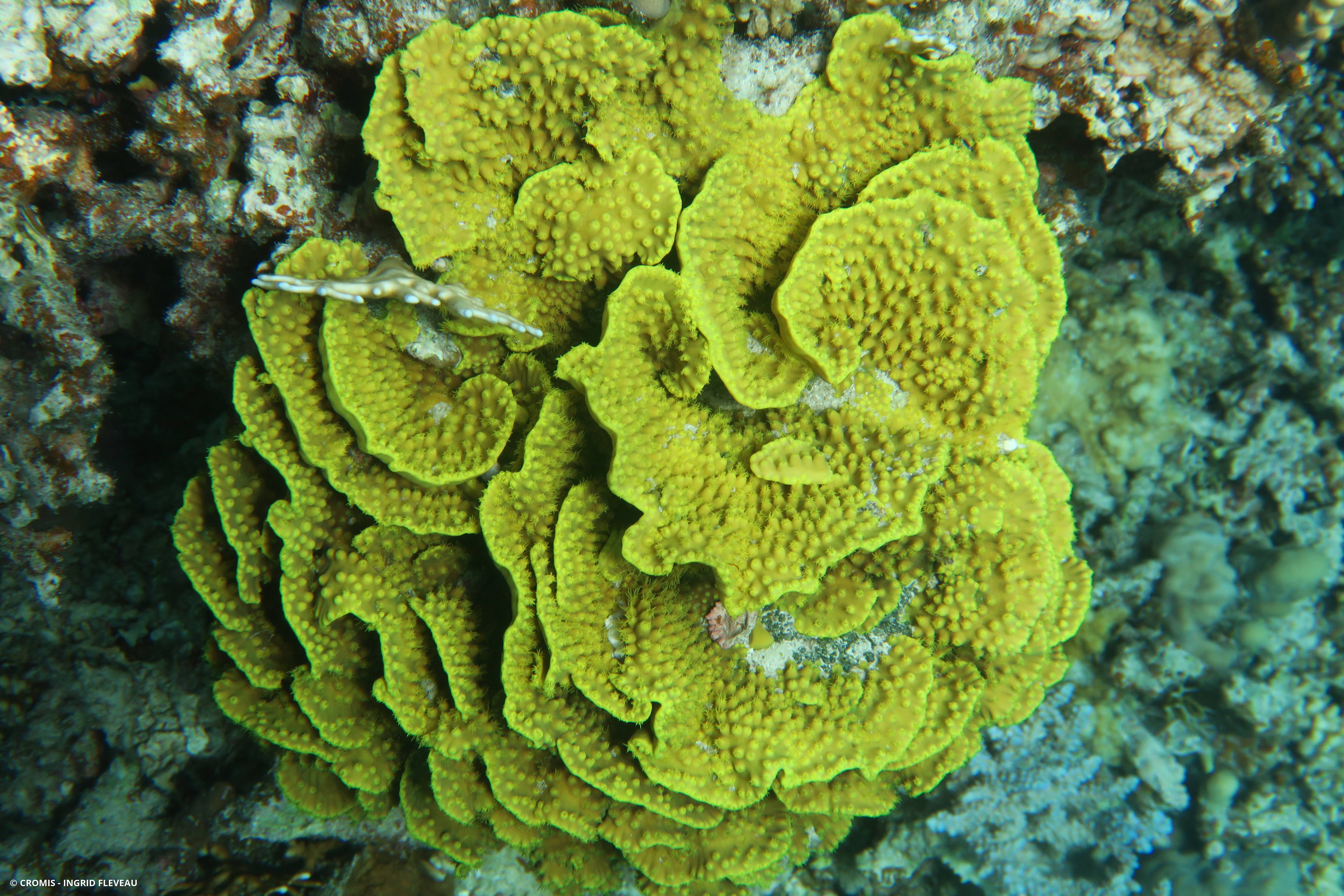 Corail coupe laitue