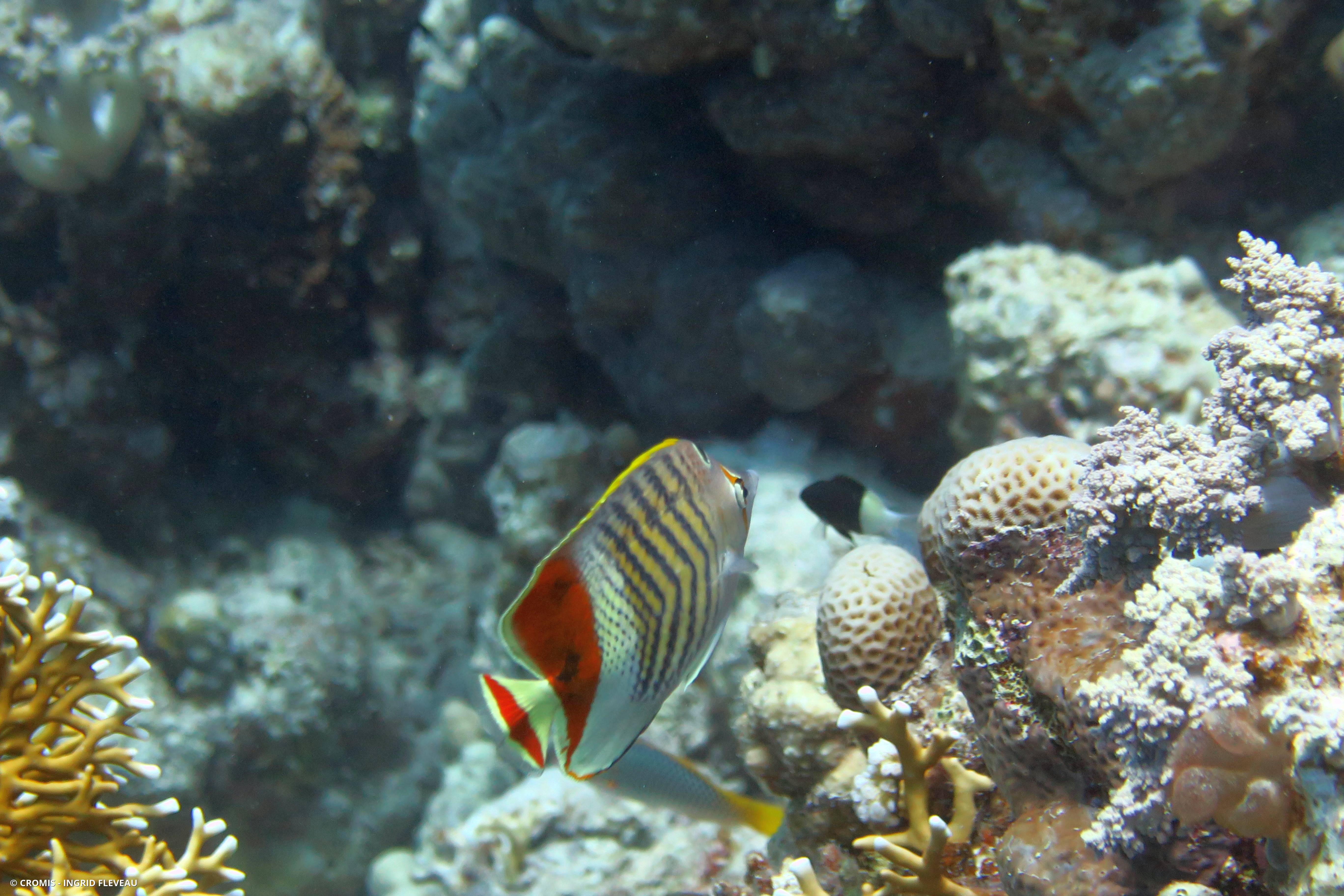 Poisson-papillon orange