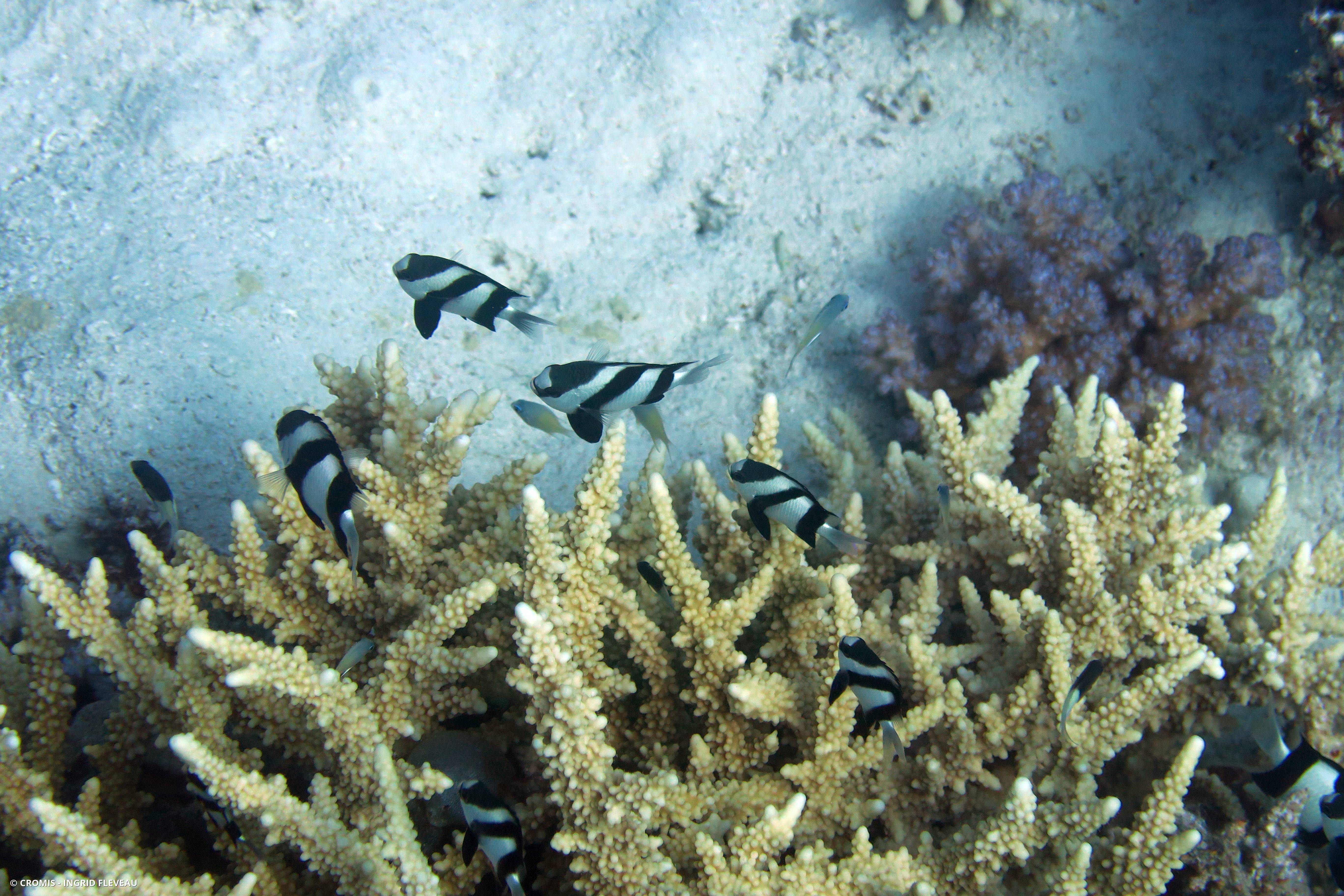 Demoiselle à trois bandes noires du Pacifique