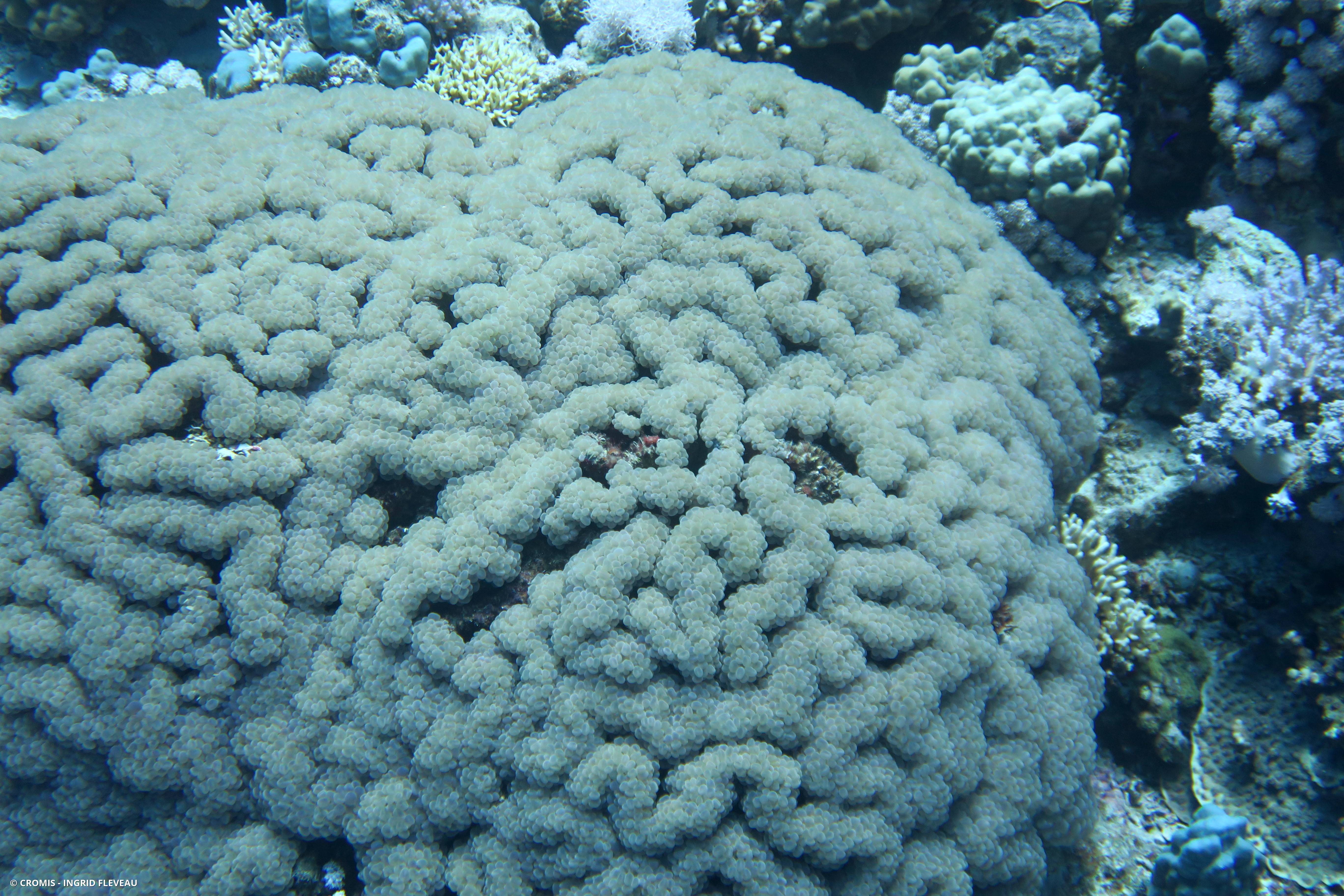 Corail à bulles sinueux