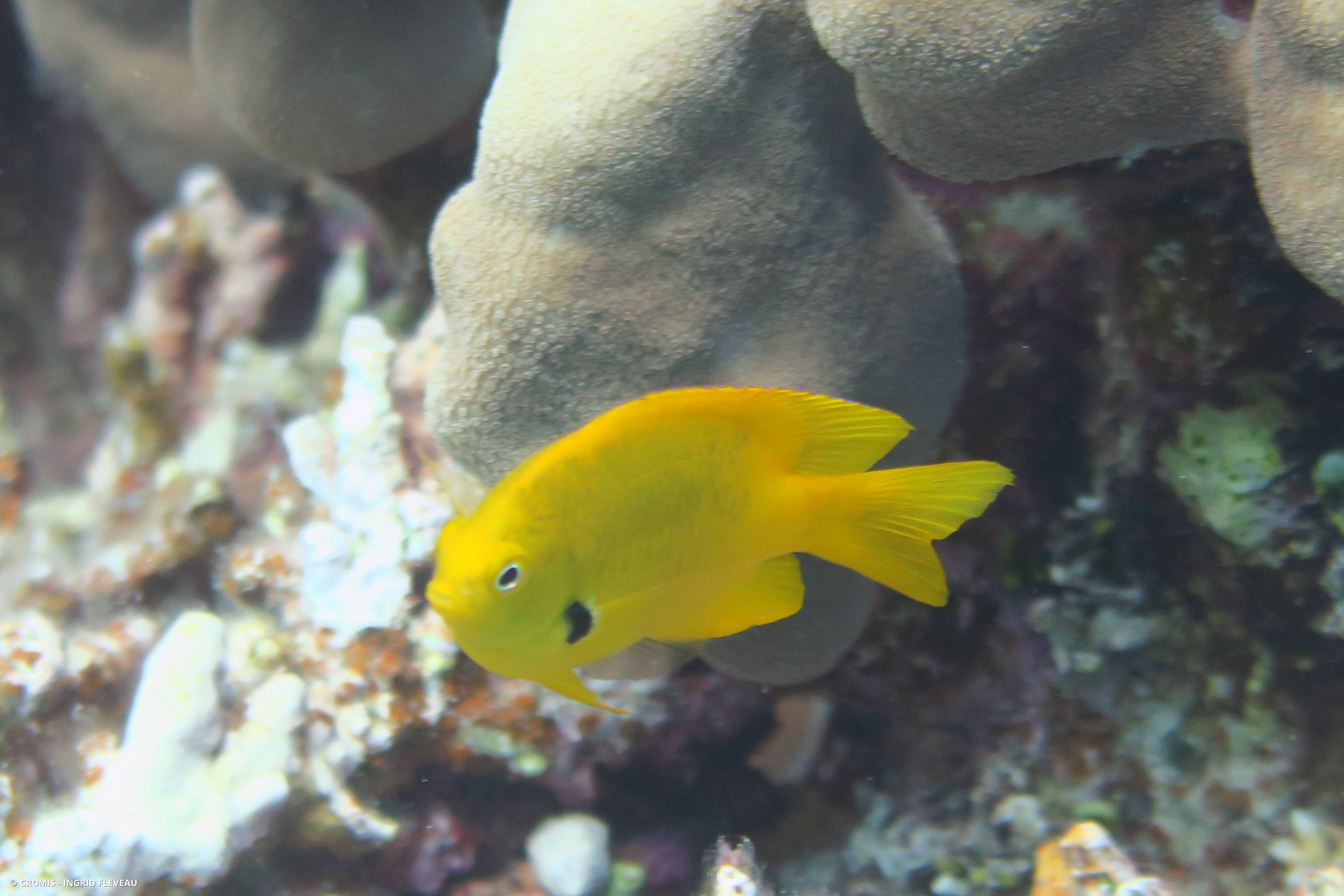 Demoiselle soufrée