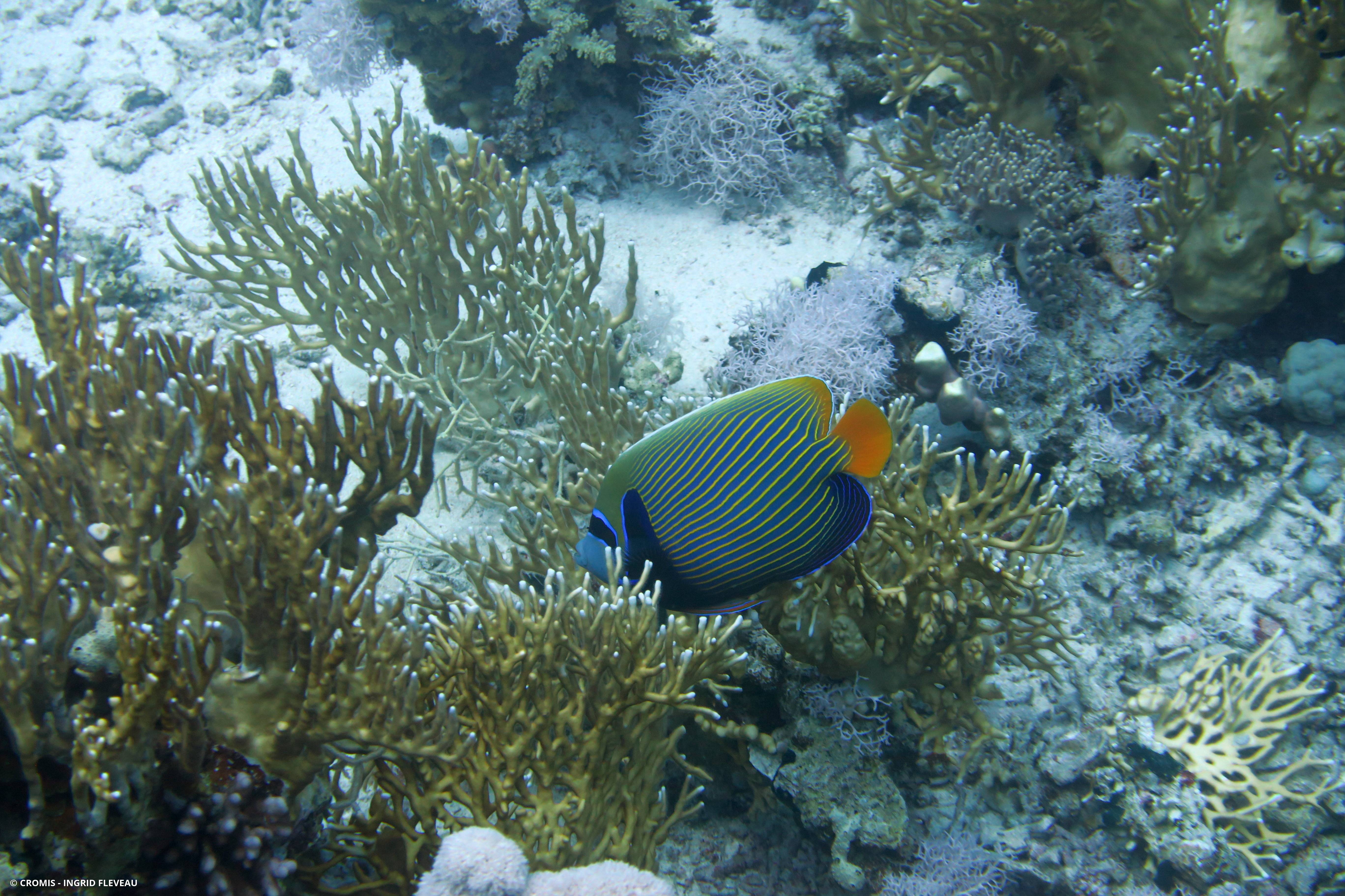 Poisson-ange empereur