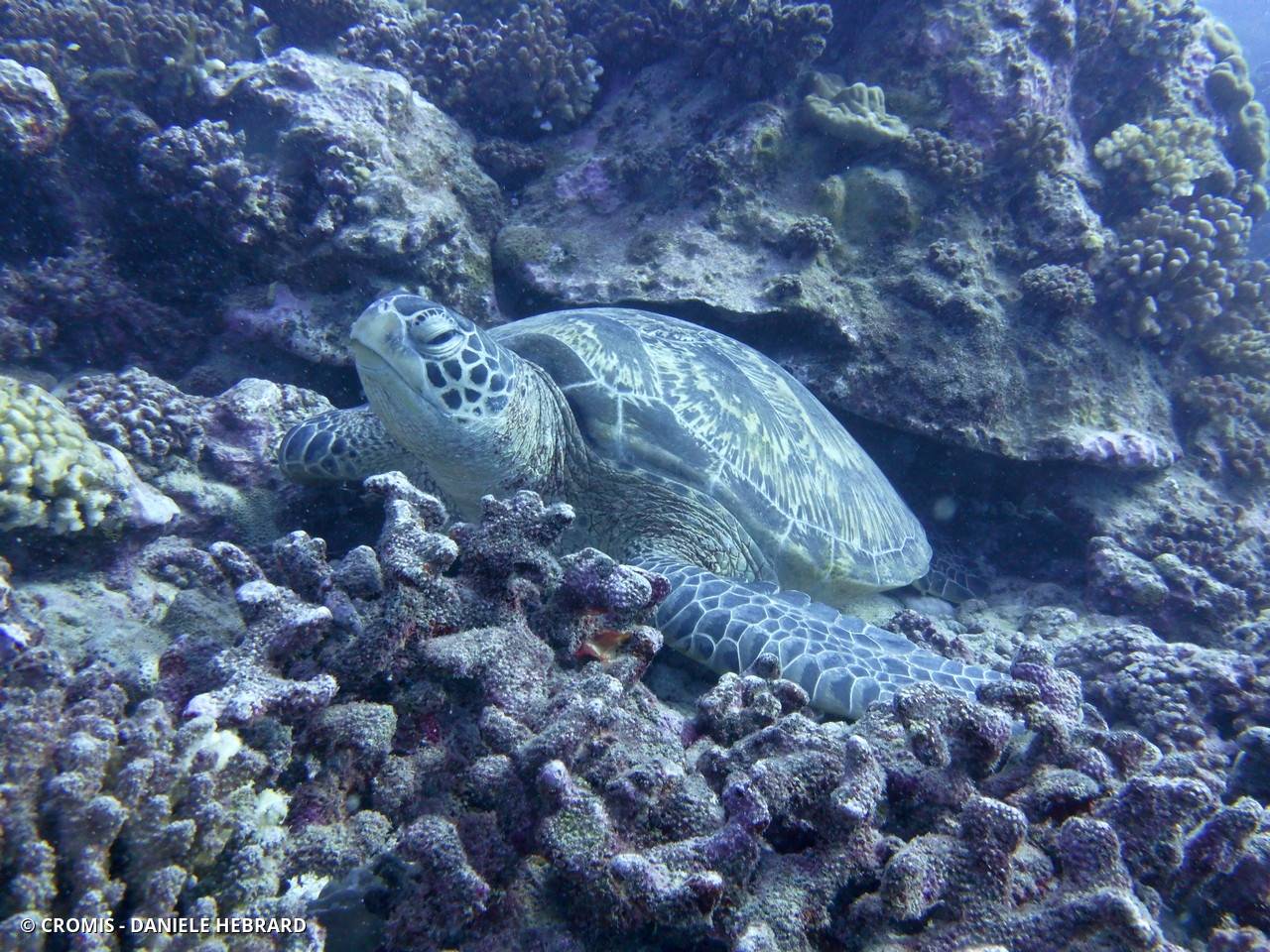 Tortue verte