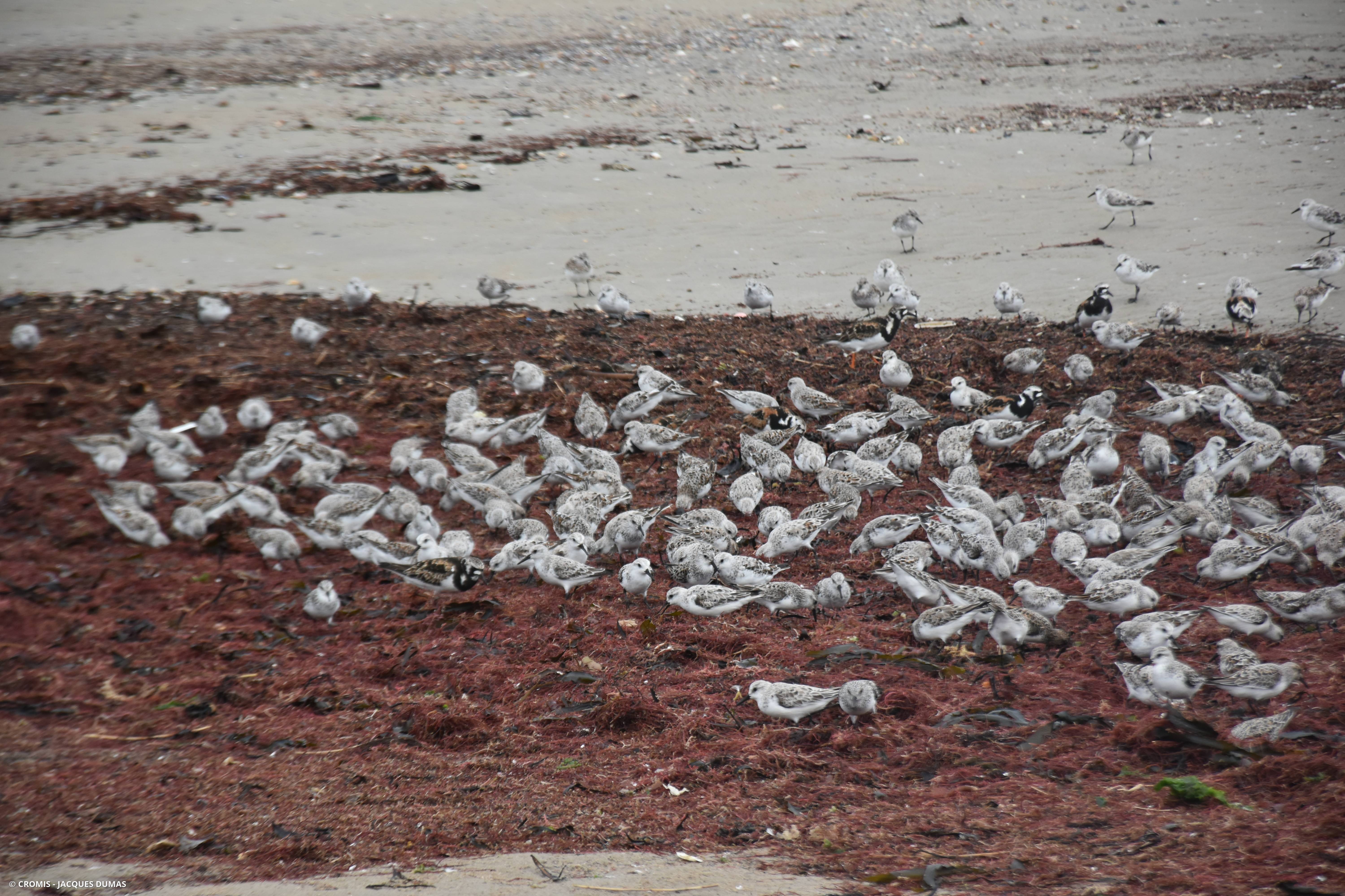 Bécasseau variable