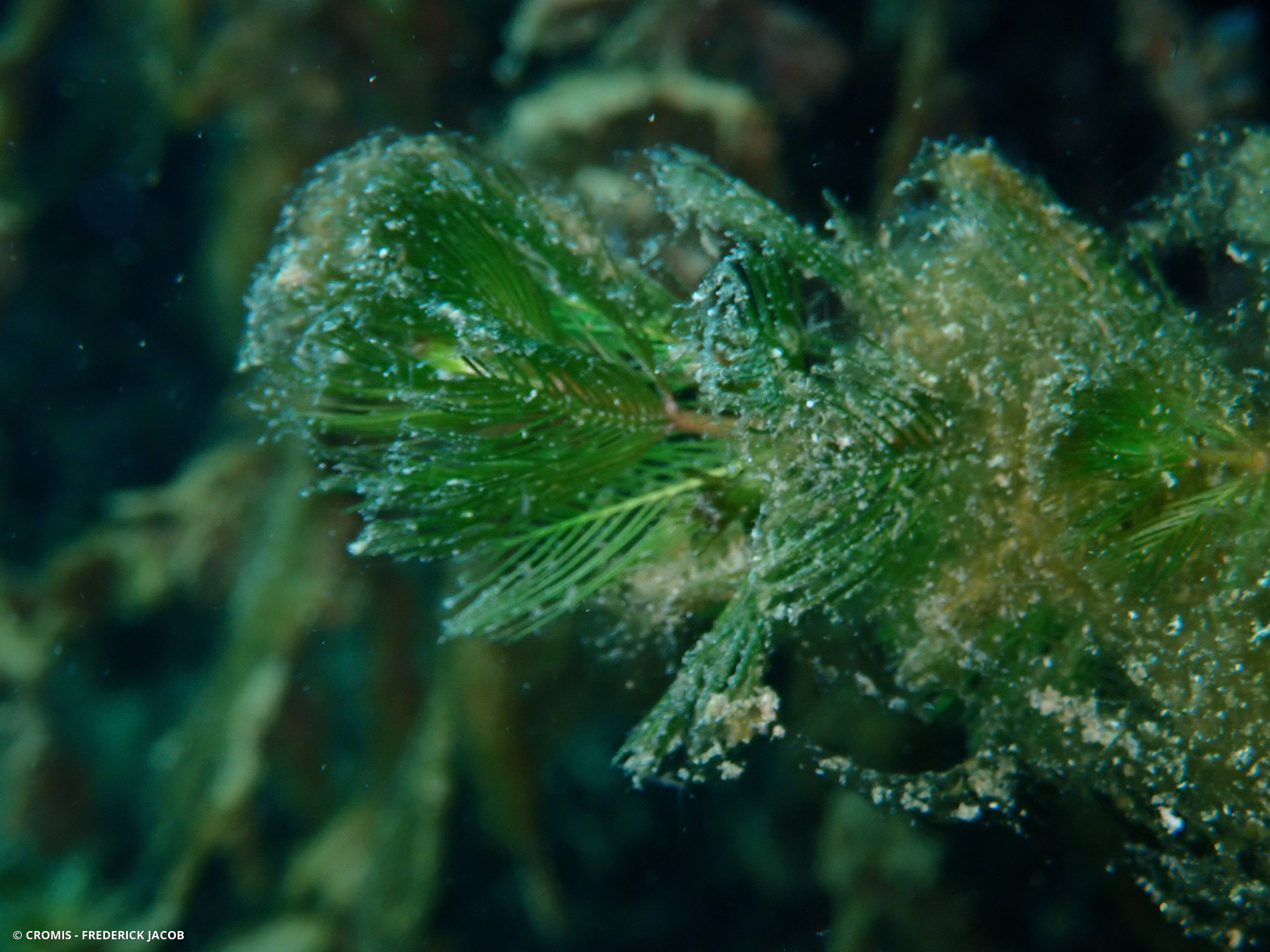 Myriophylle