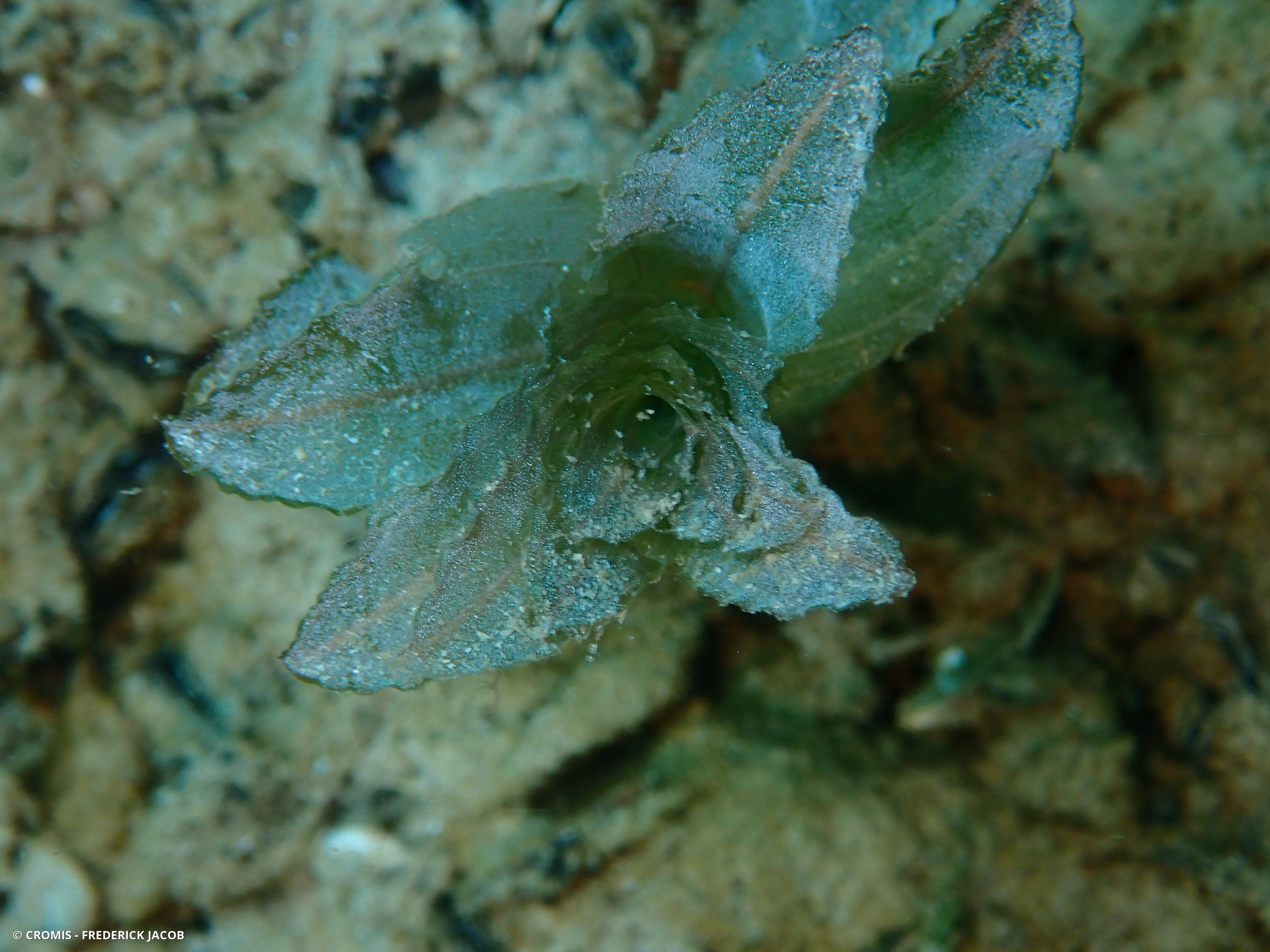 Potamot perfolié