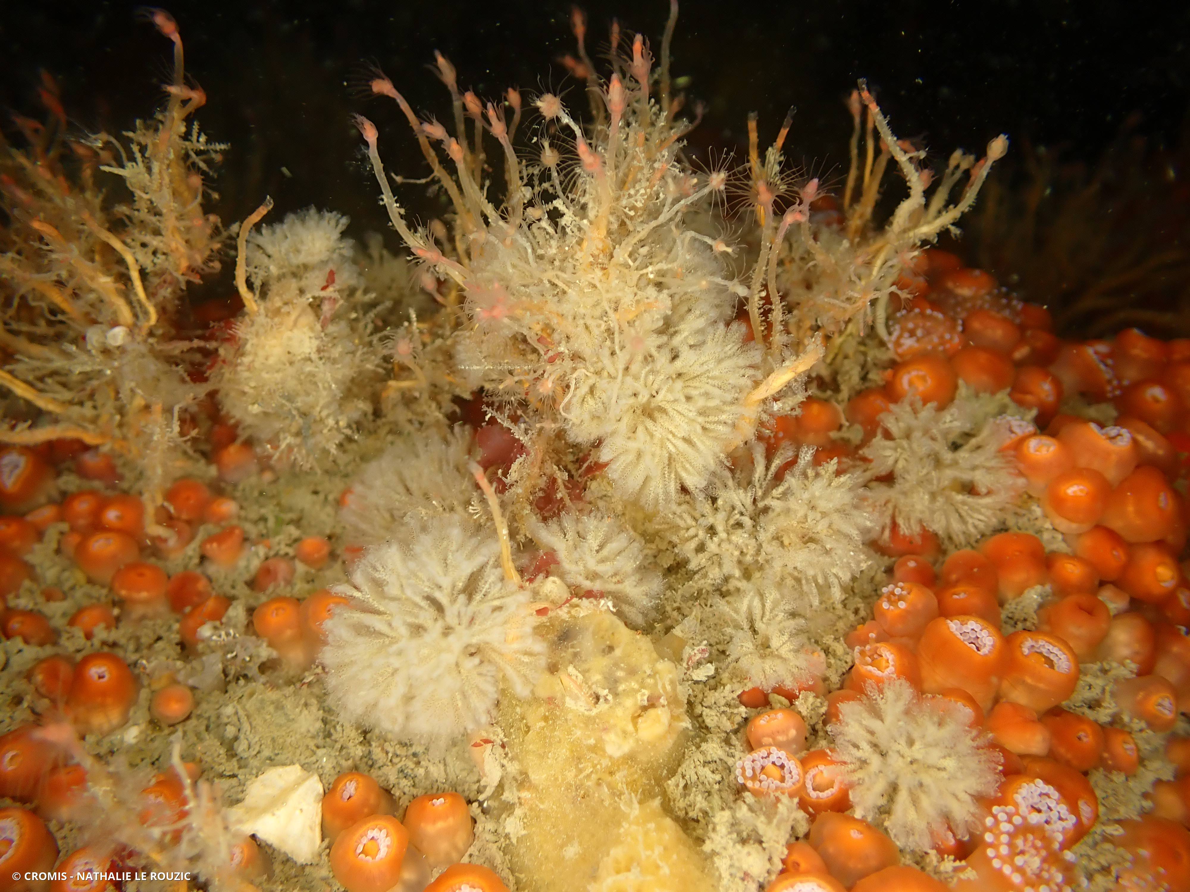 Bryozoaire flocon blanc