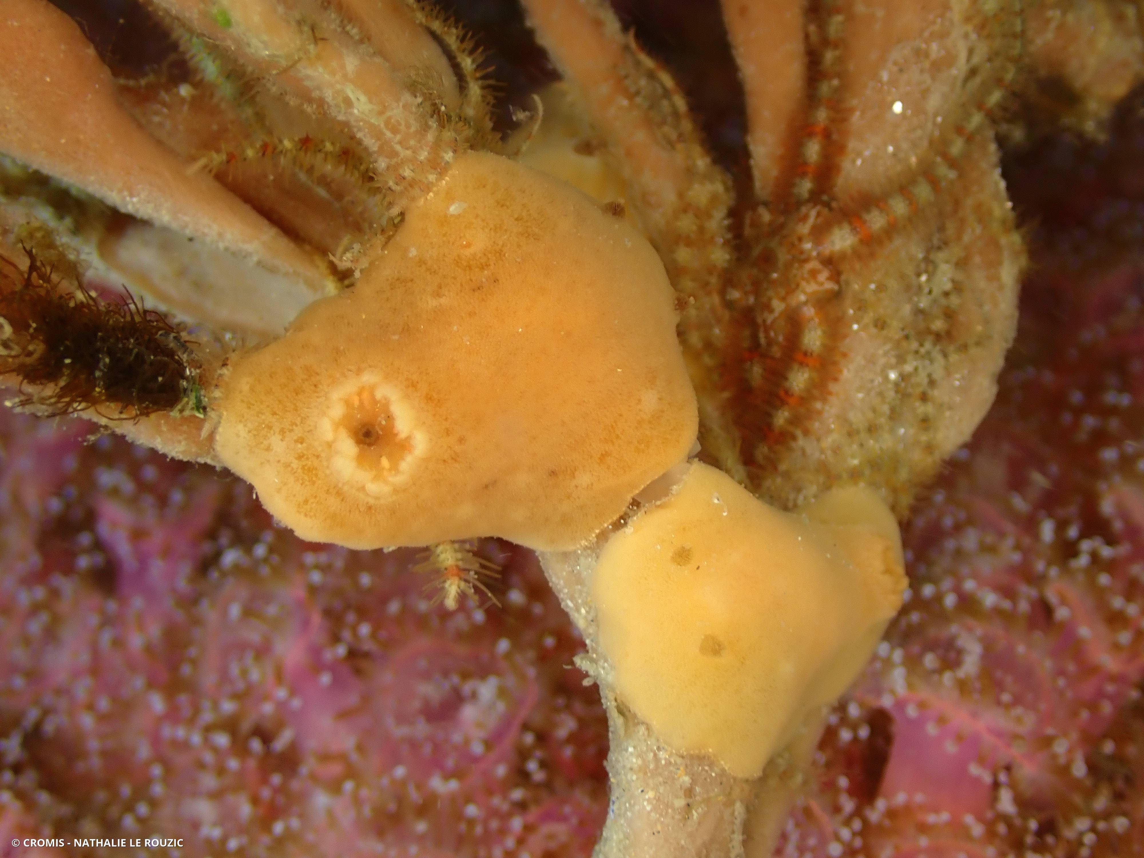 Citron de mer