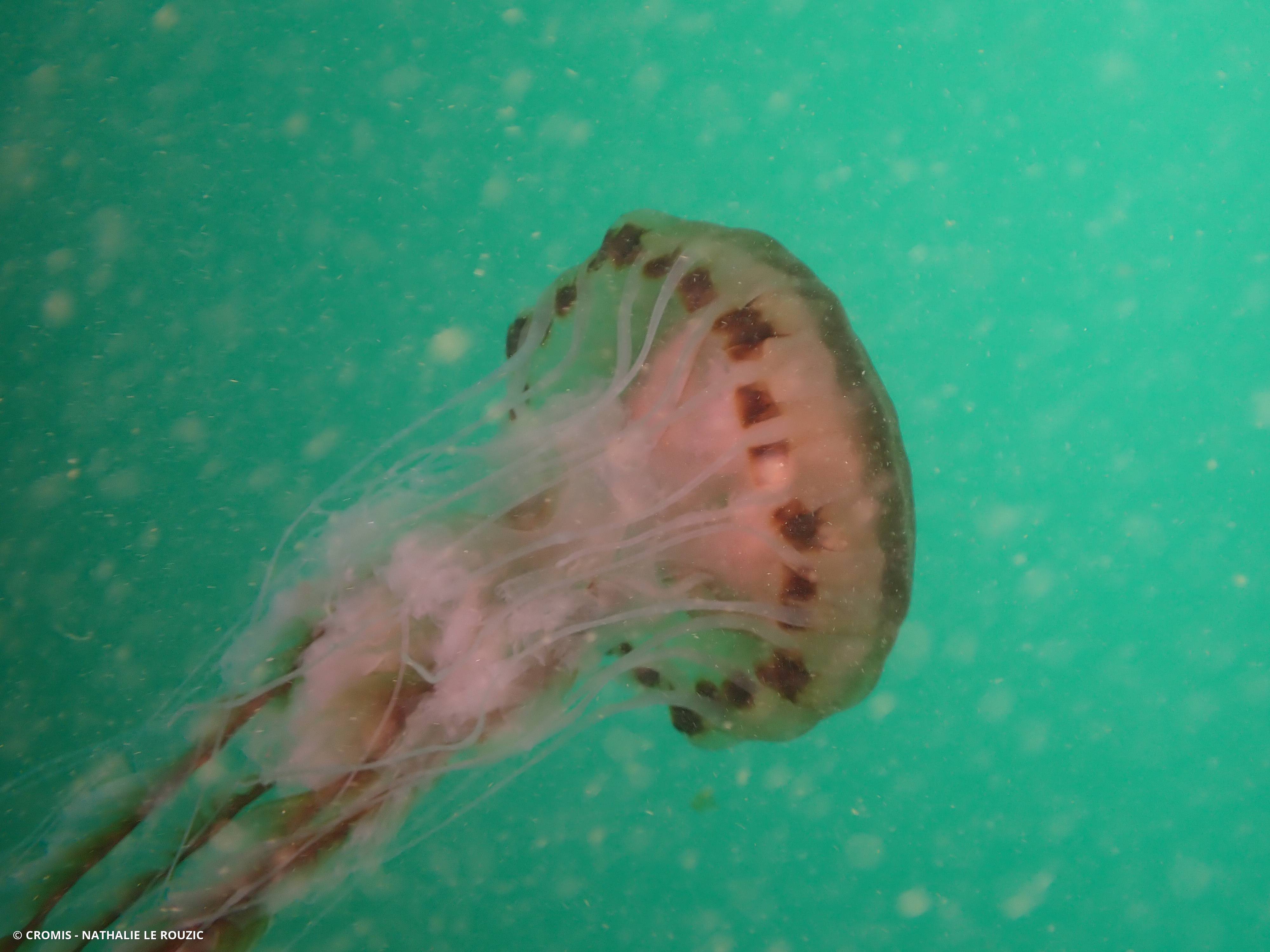 Méduse rayonnée