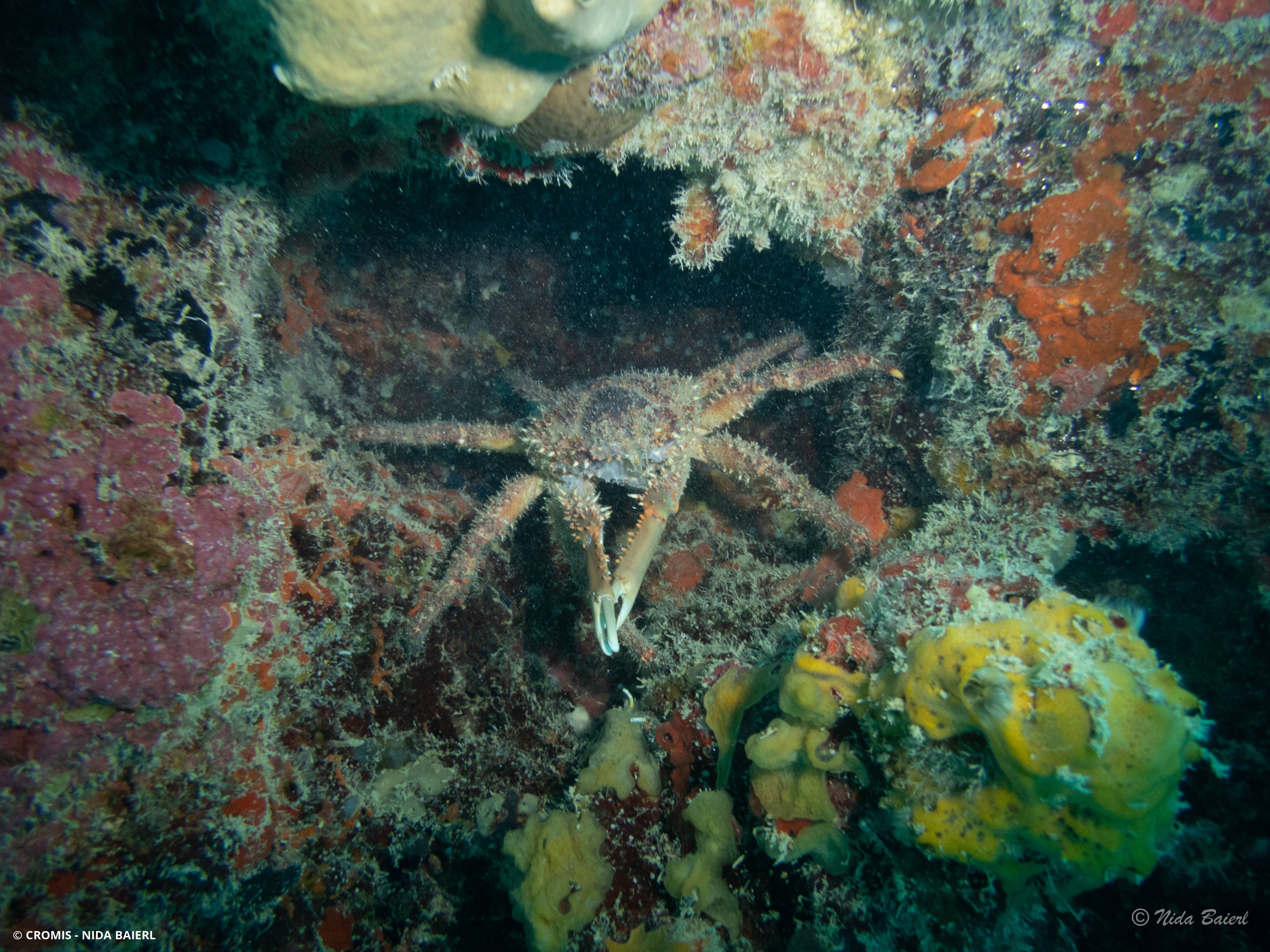 Araignée de mer verruqueuse