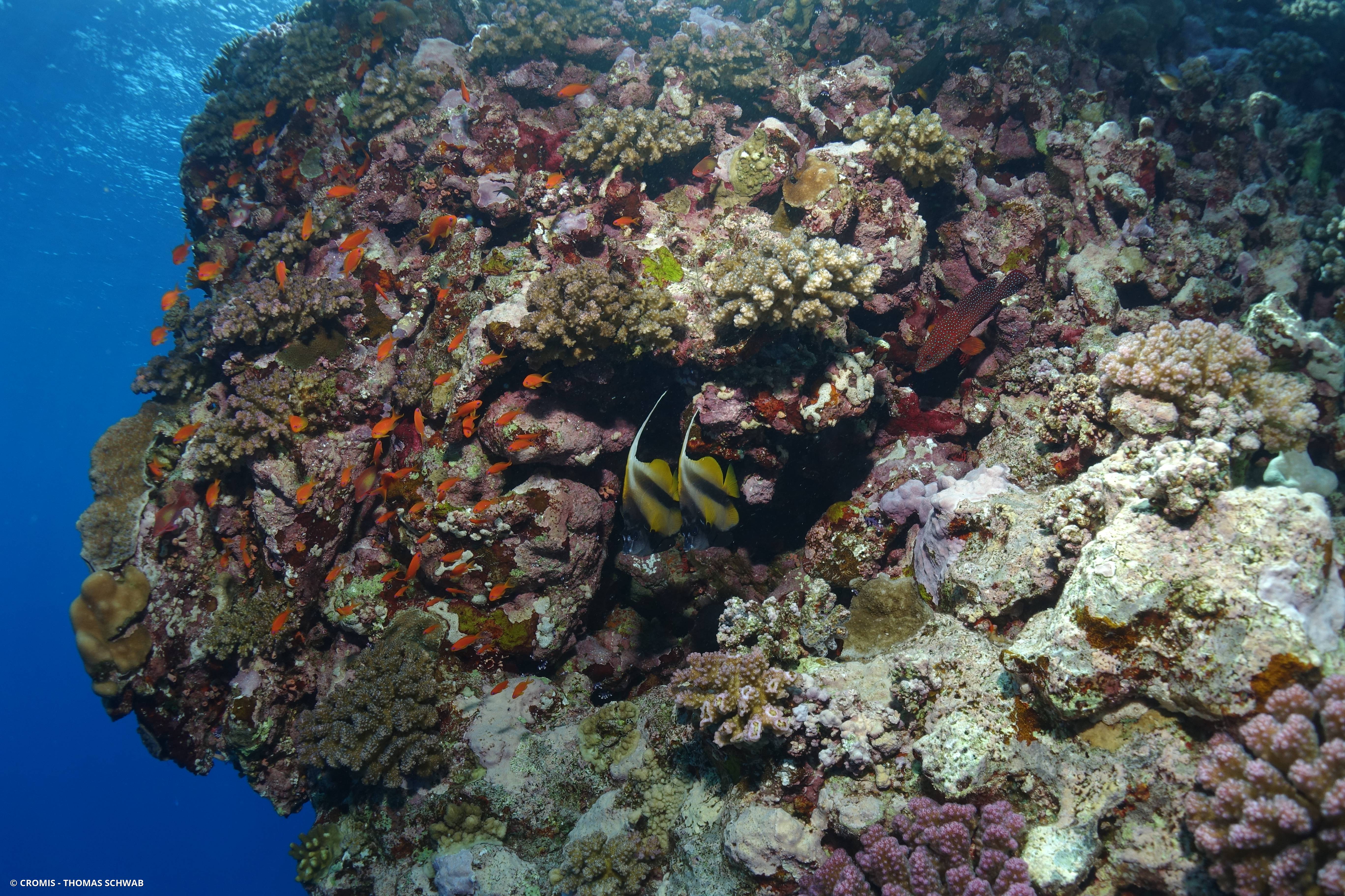 Poisson-cocher de Mer Rouge