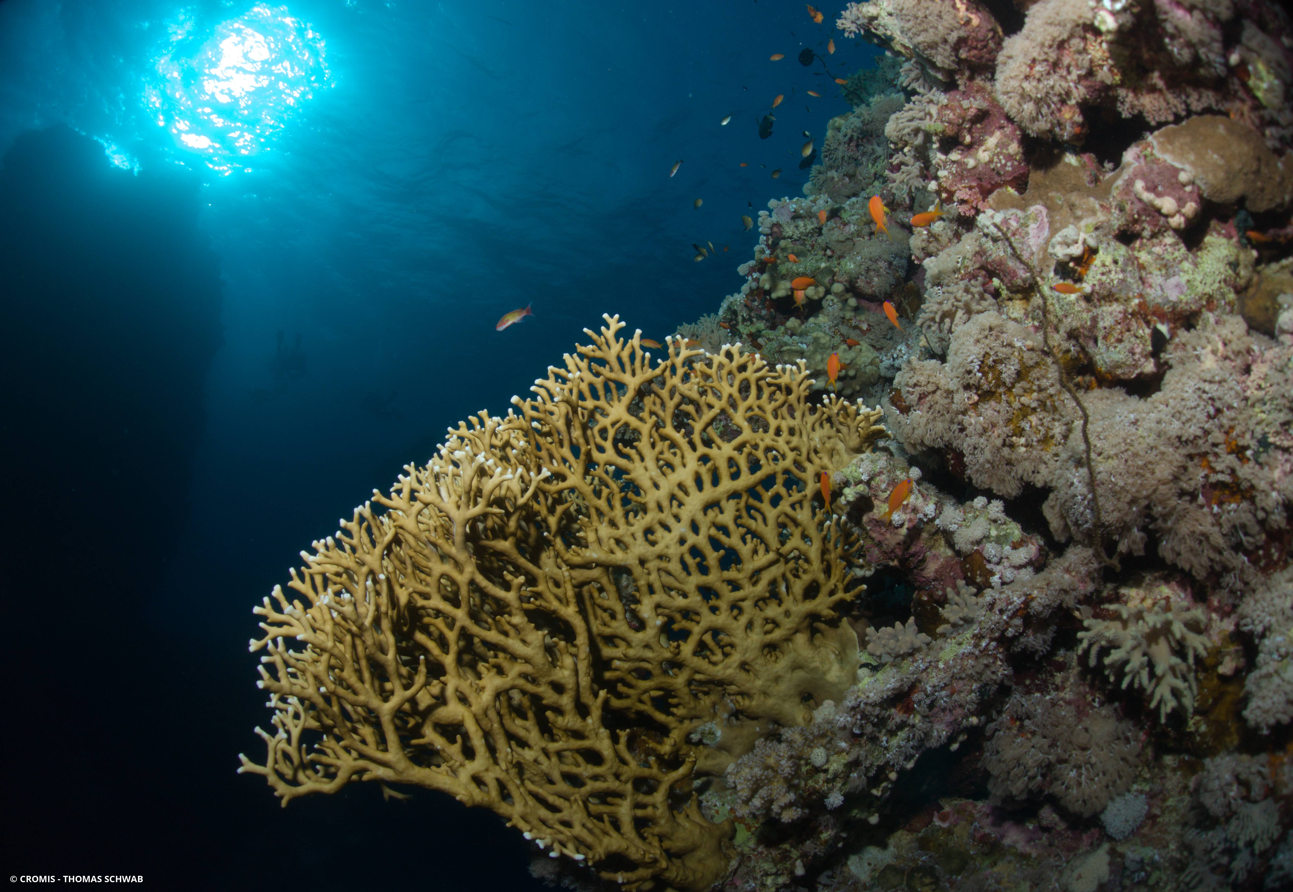Corail de feu ramifié