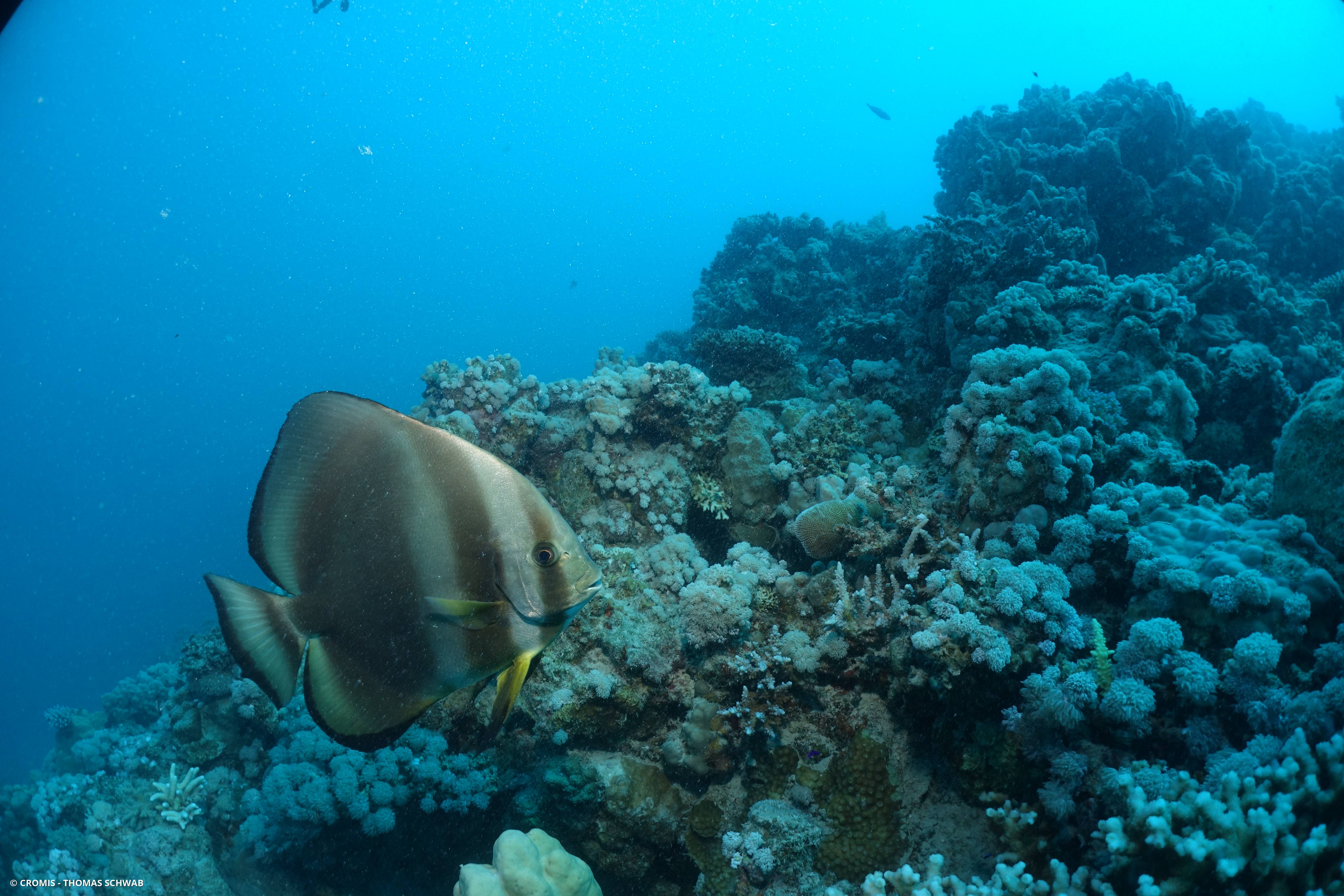Platax orbiculaire