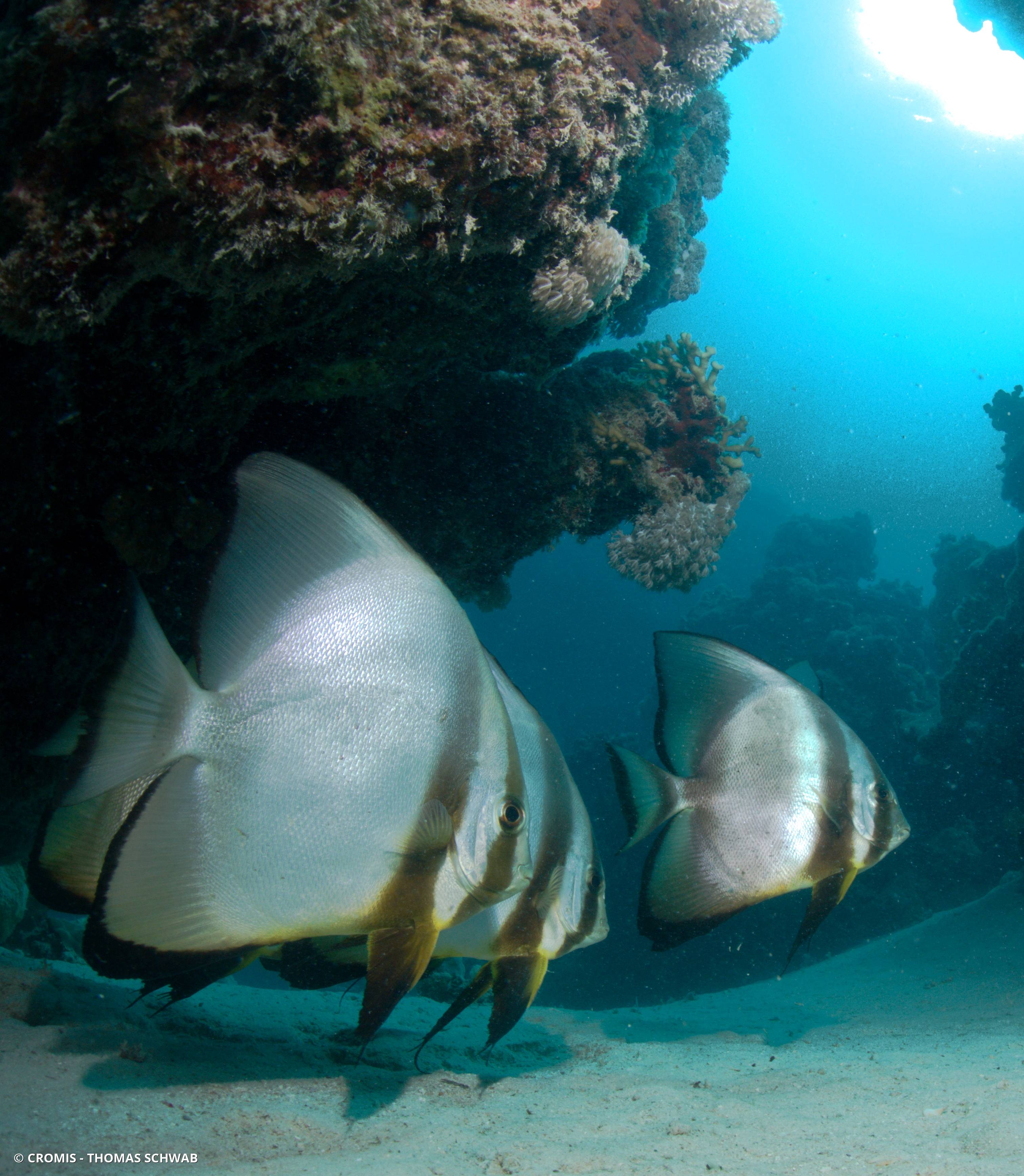 Platax orbiculaire