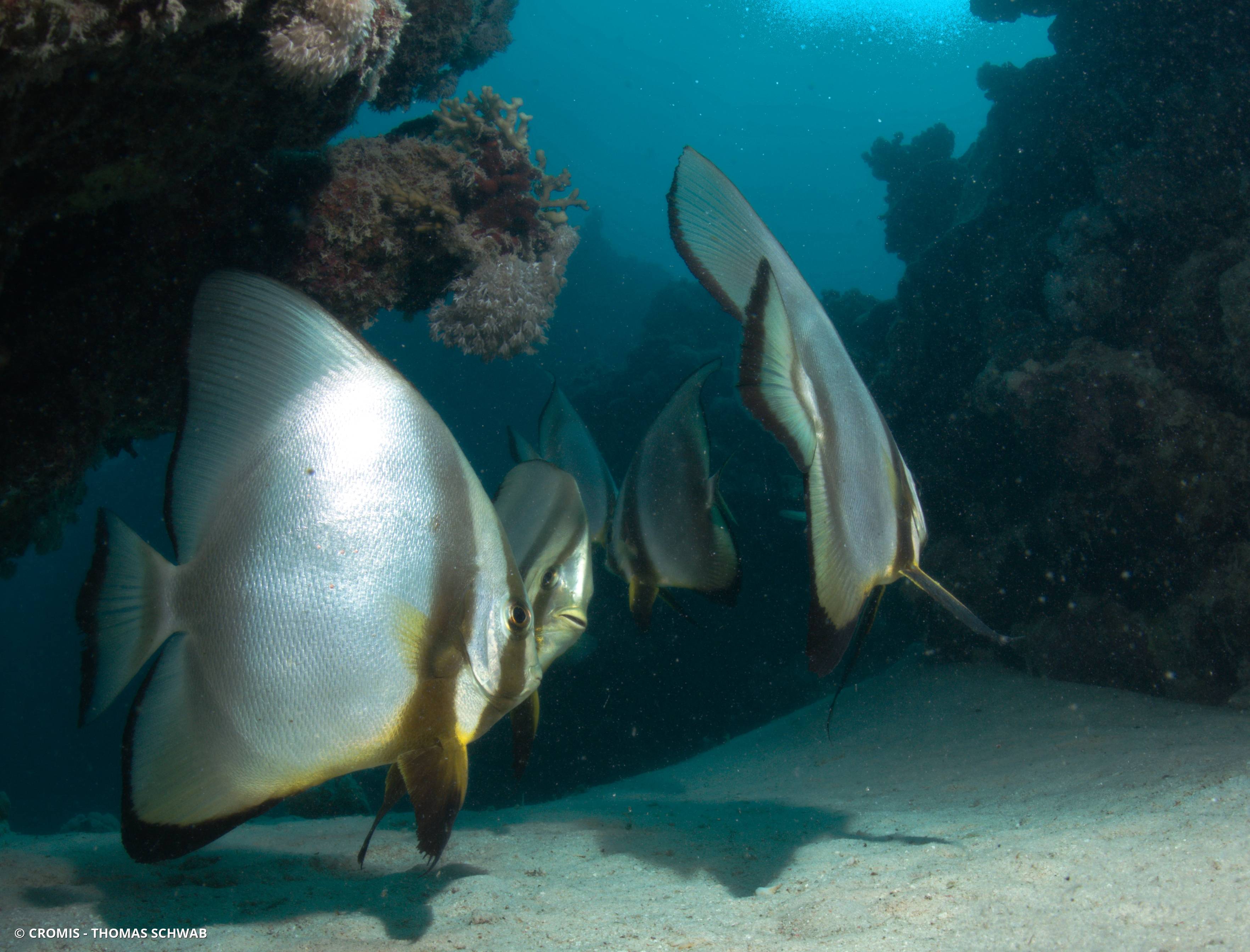 Platax orbiculaire