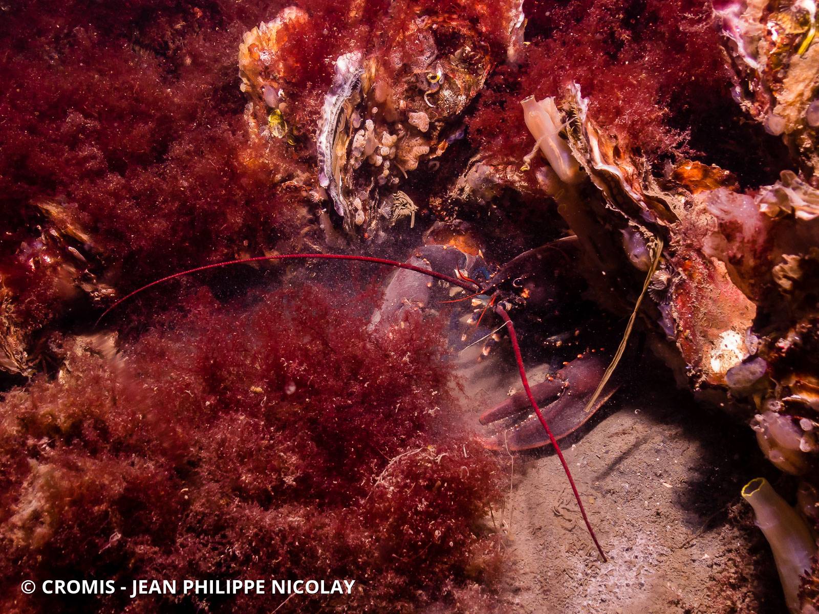 Homard européen