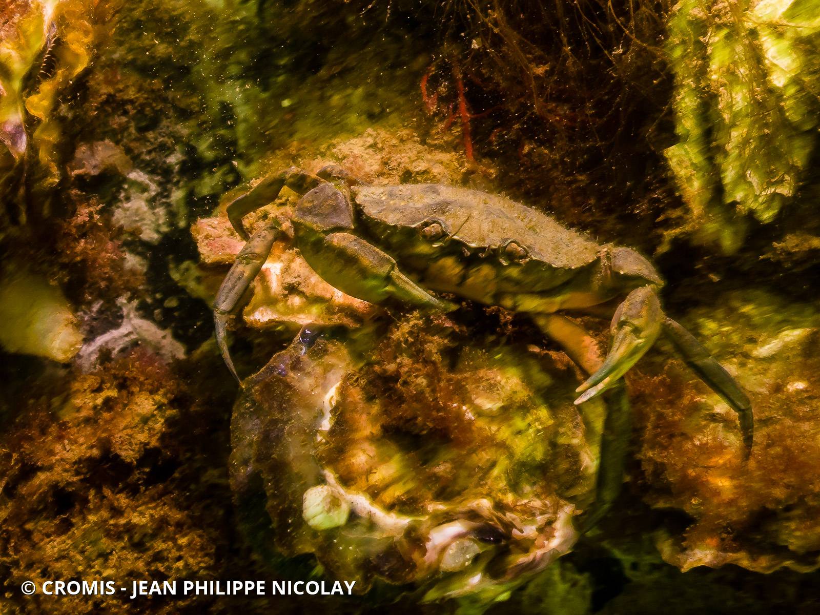 Crabe vert