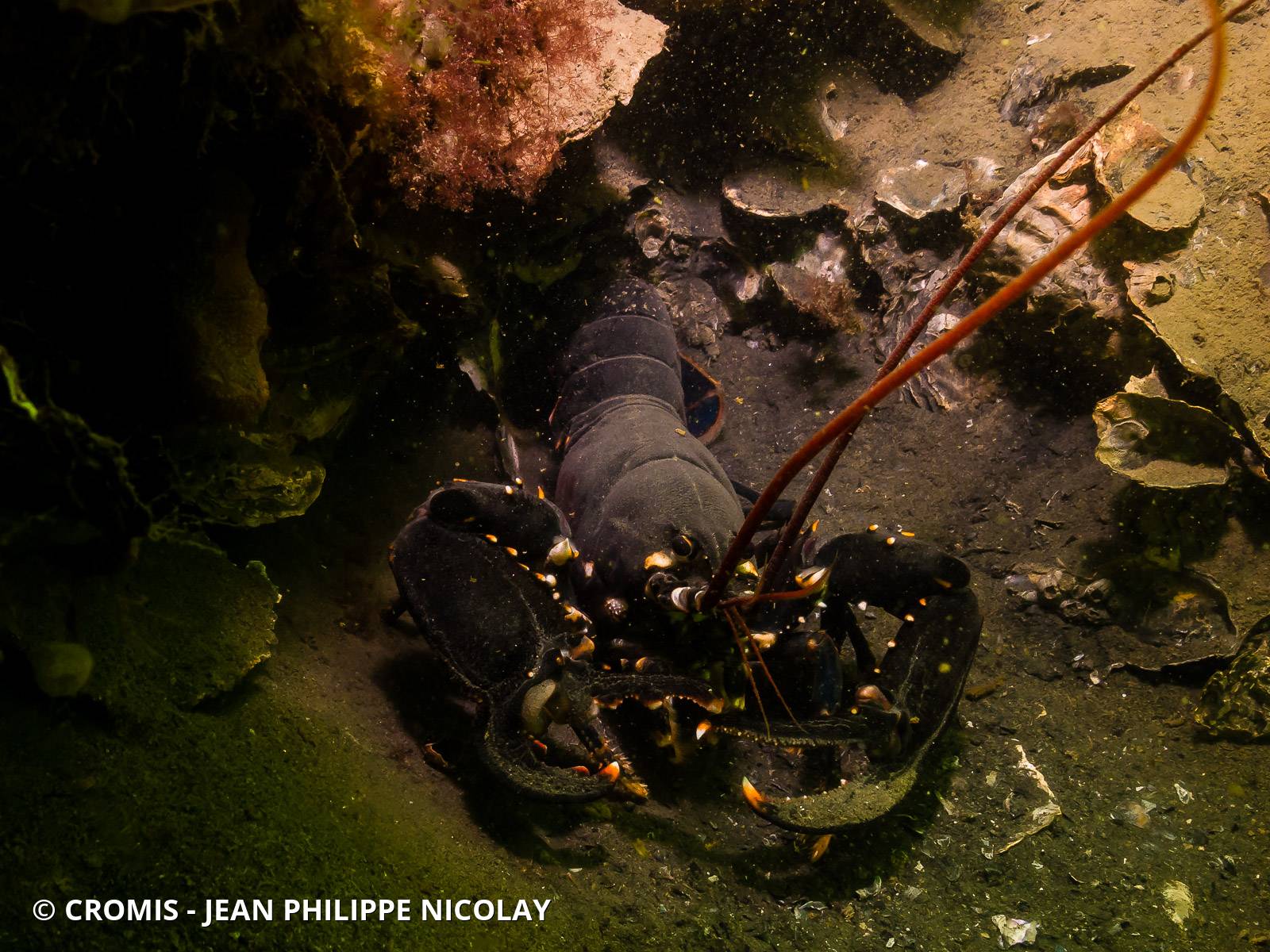 Homard européen