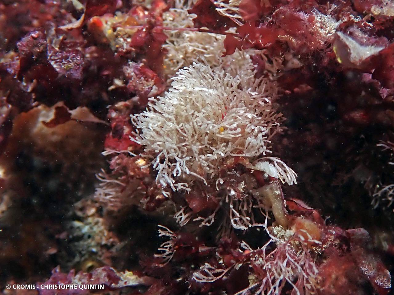 Bryozoaires Crisia