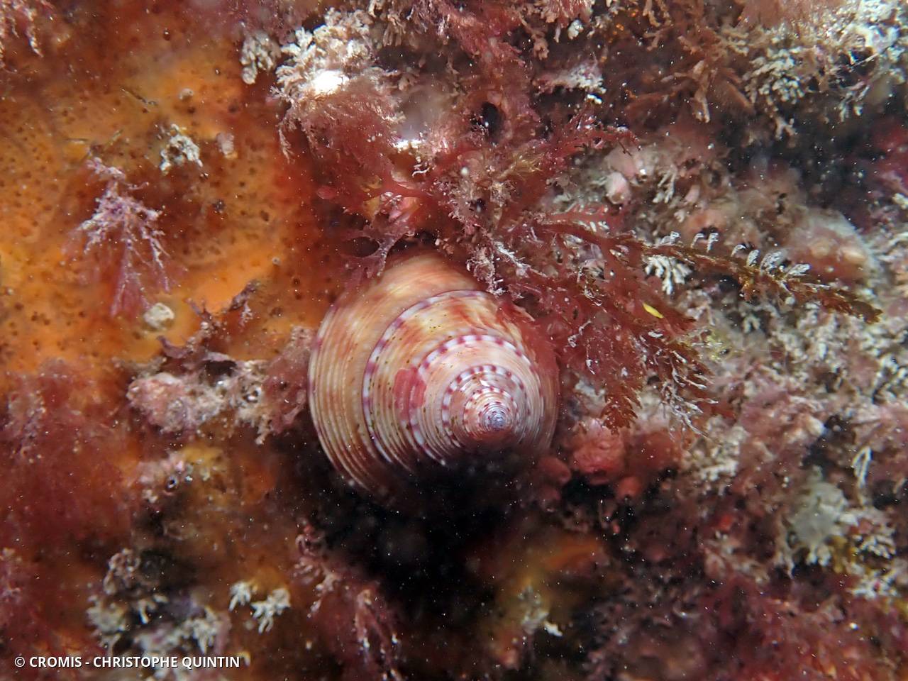 Calliostome jujube